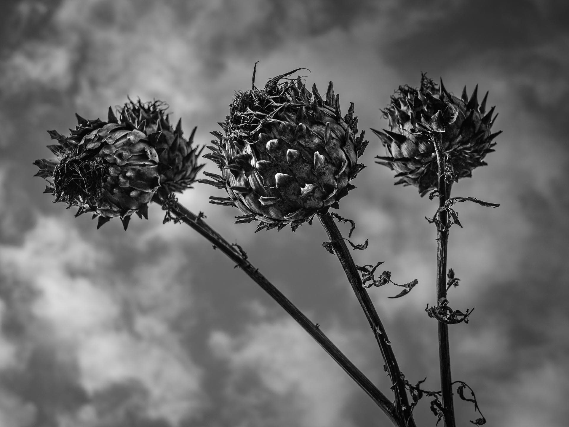 20220109 Cardoon Seed Heads