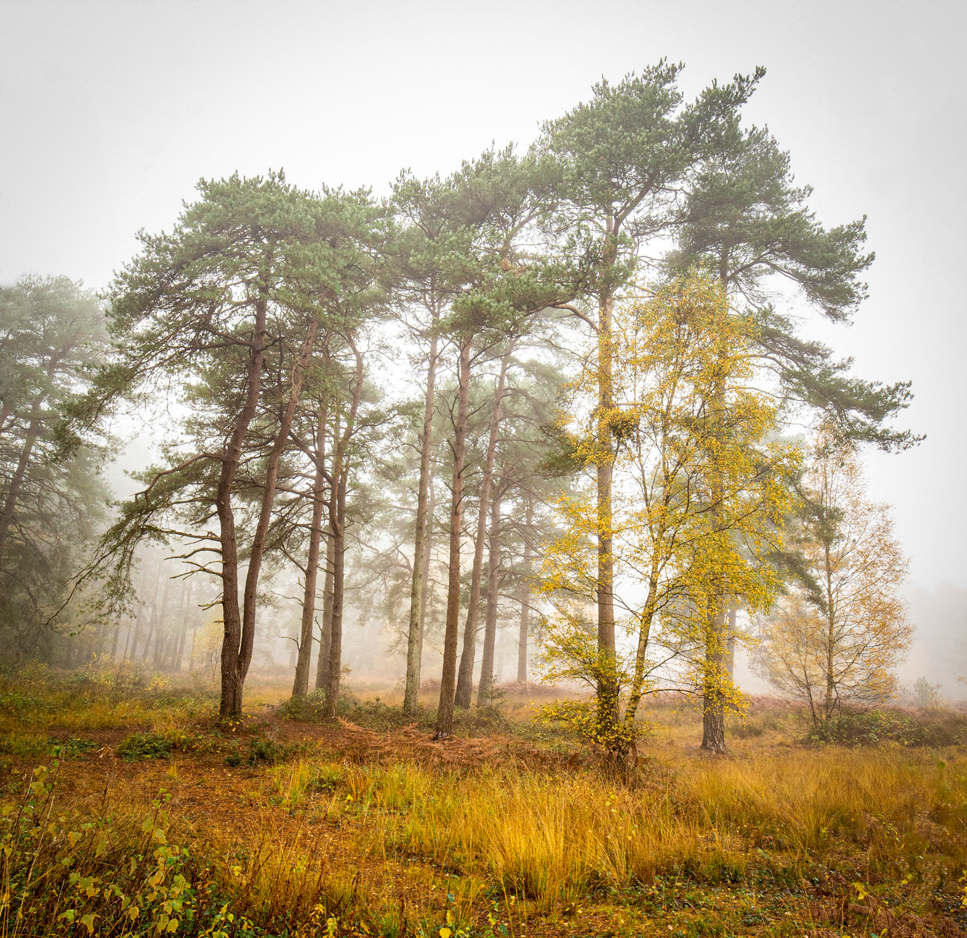Thicket on a Misty Morning