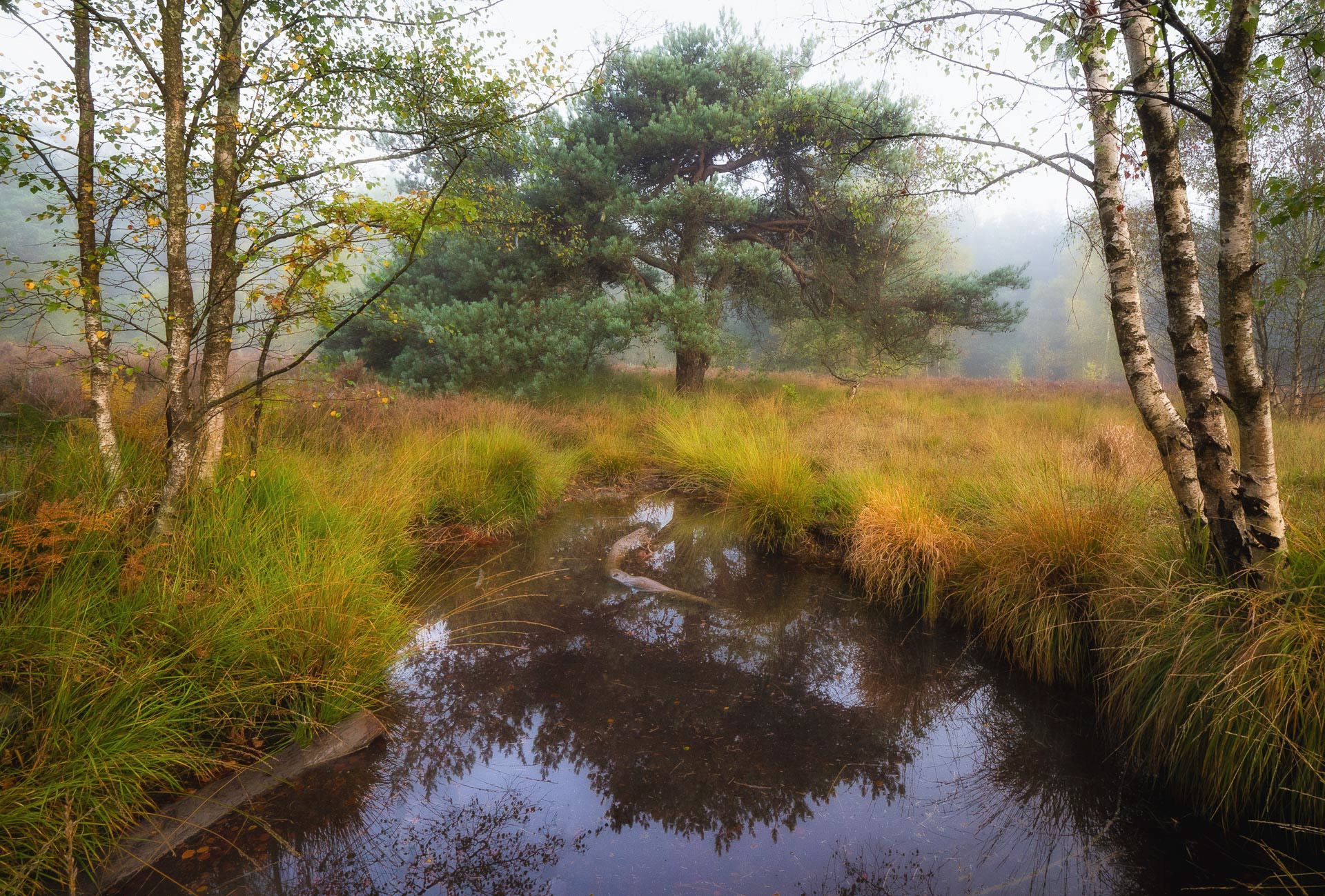 20221018 Sullington Warren Puddle