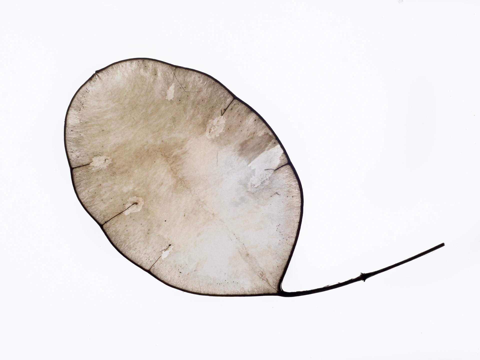 20221129 Honesty Leaf