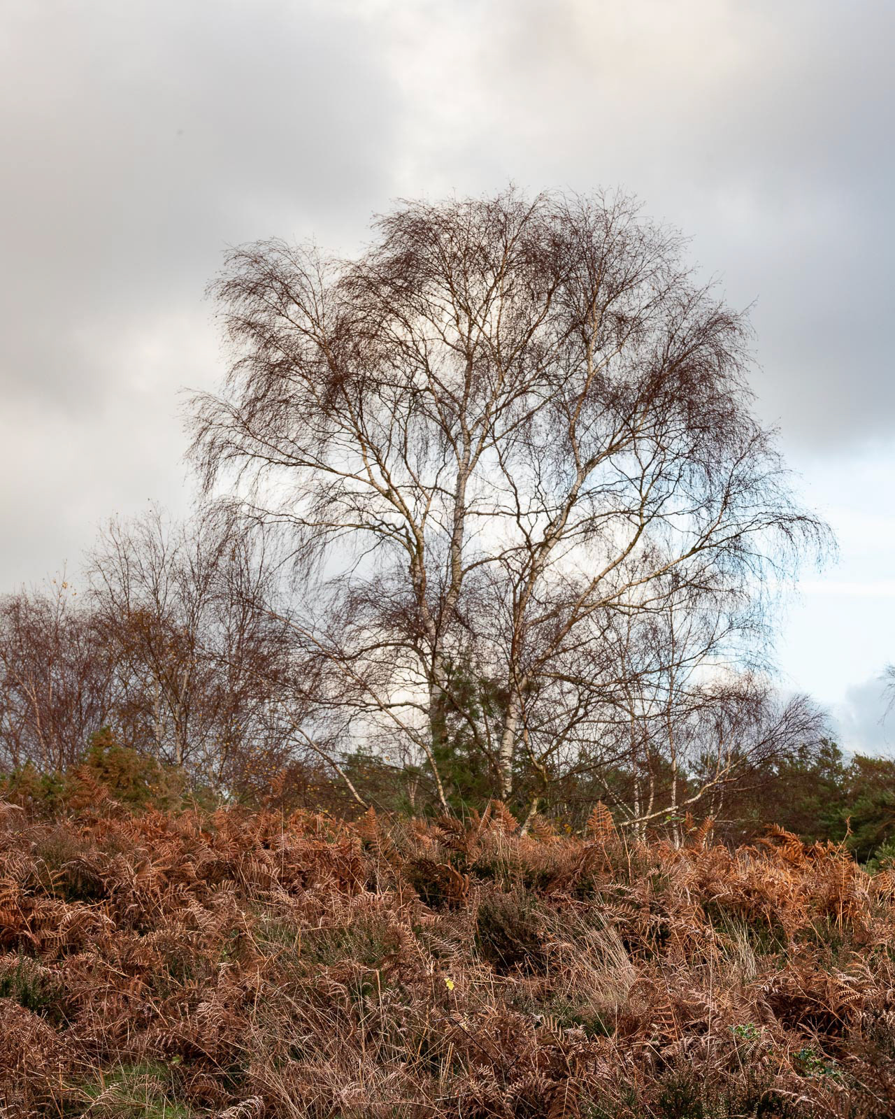 20221115 Leaflesss after the storm