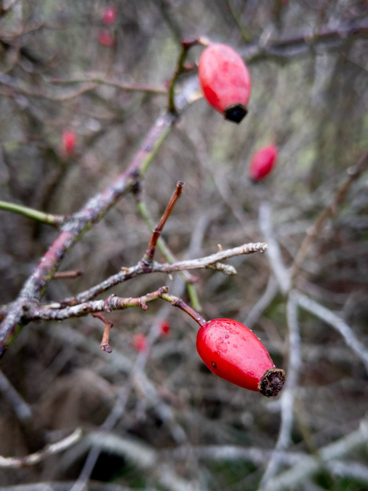 20221224 Christmas berries