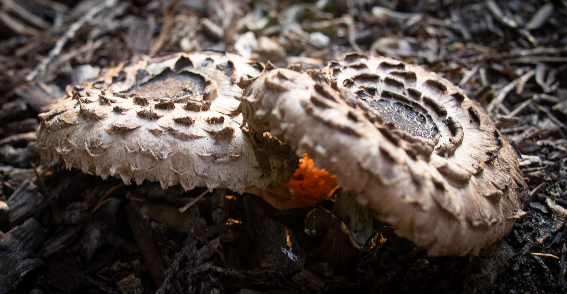 20220720 Fungi and sunlit leaf