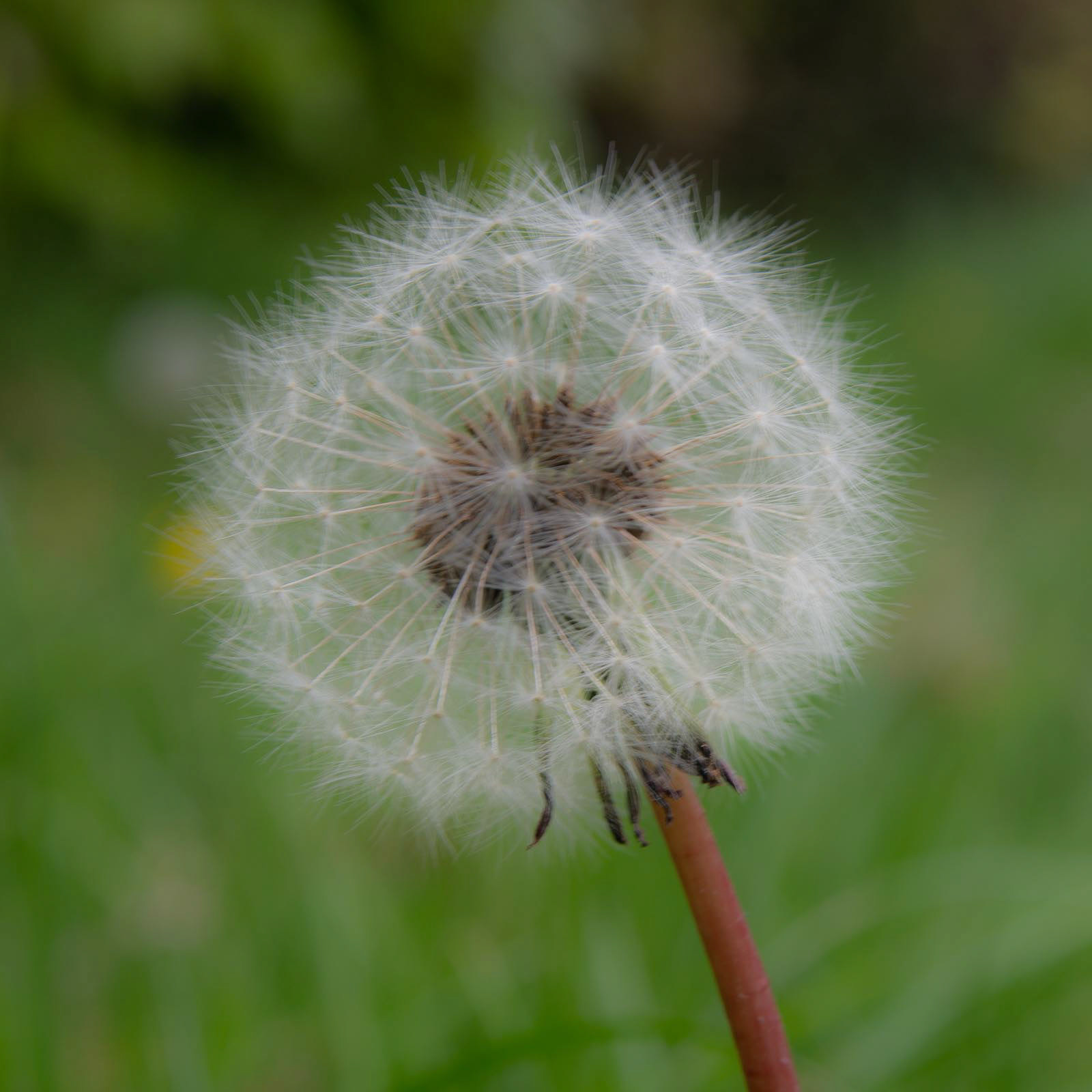 20220428 Dandelion