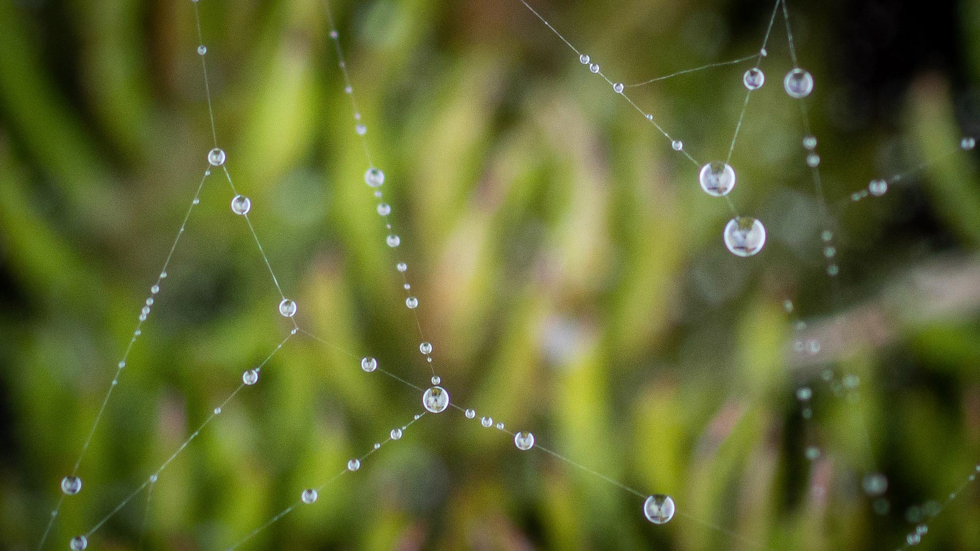 20220111 Dew on Web