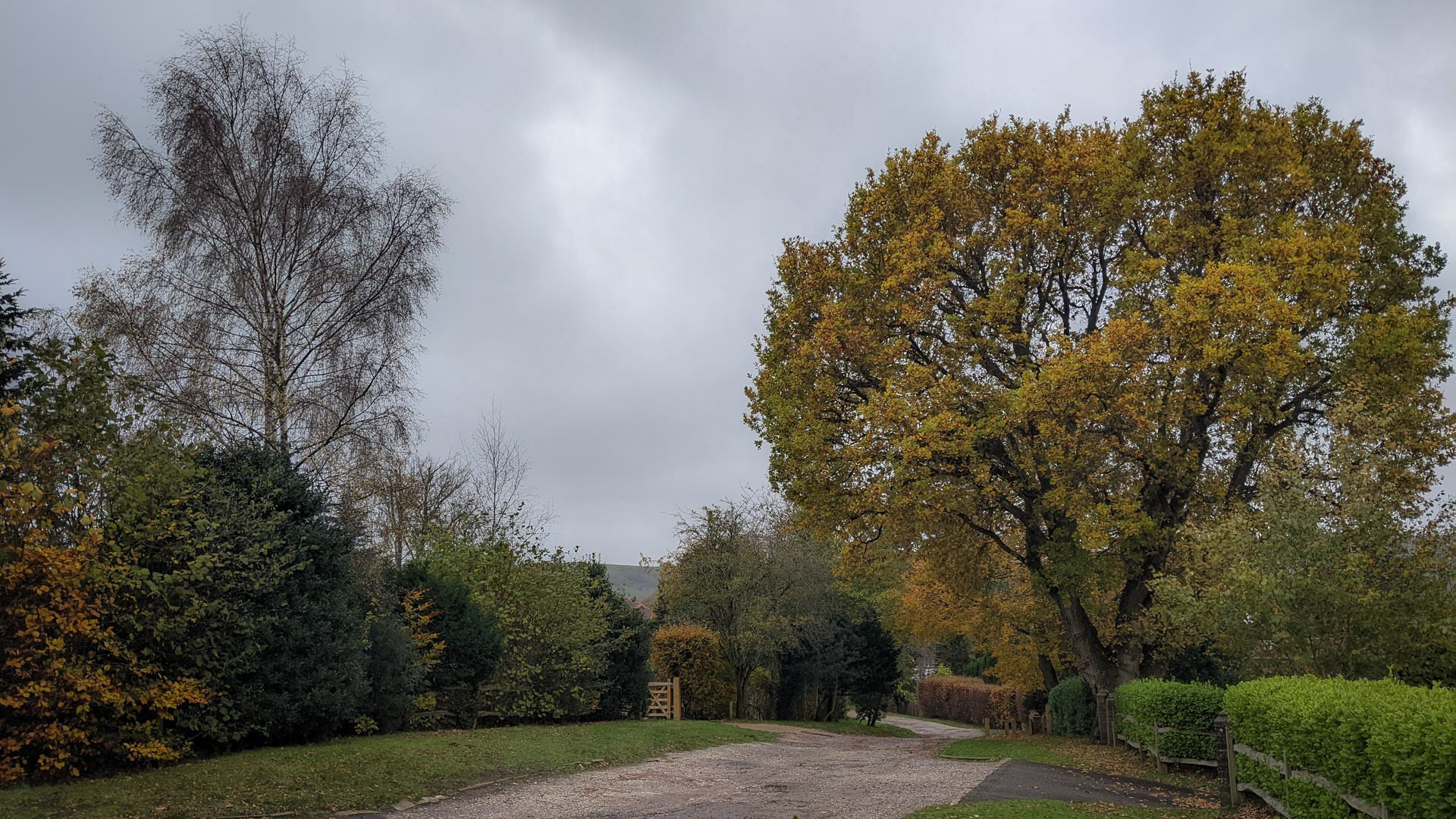 20221124 Birch and Oak