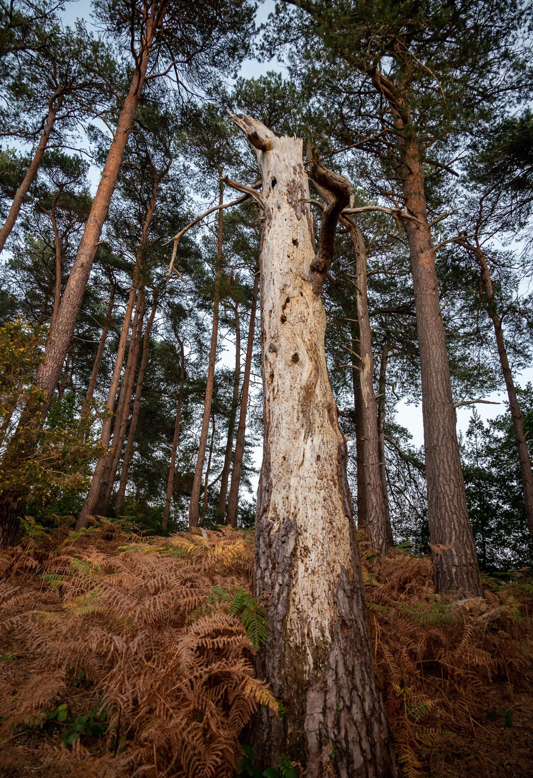 20221026 Dead in the woods