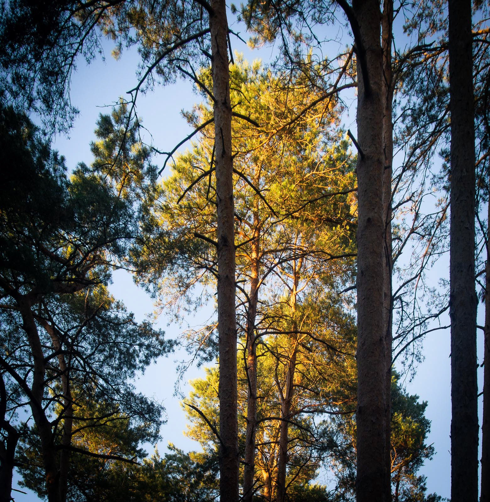 20220701 Light in the Trees