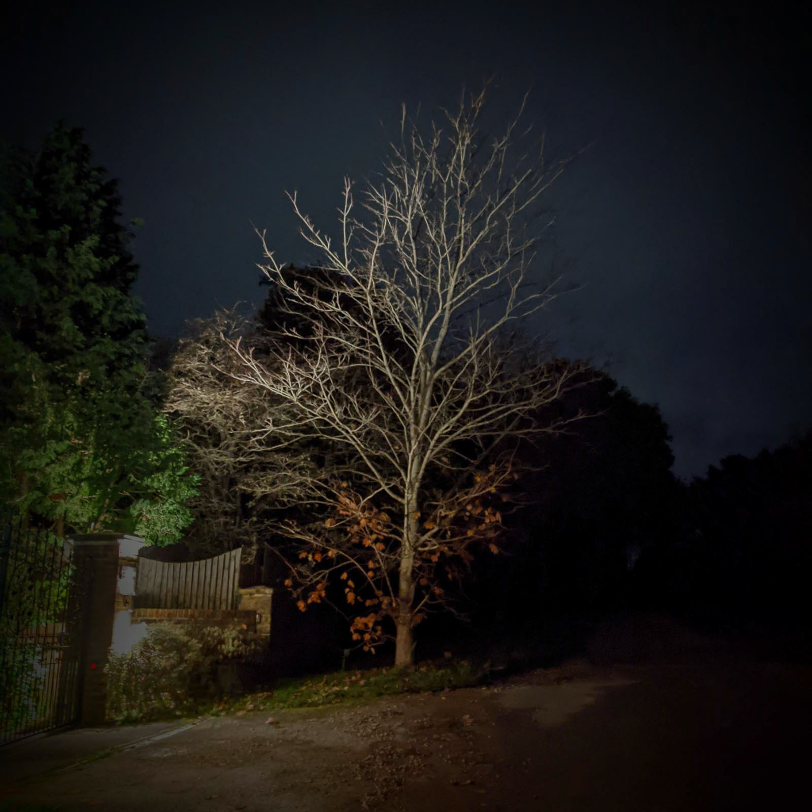 20221122 Evening Walk