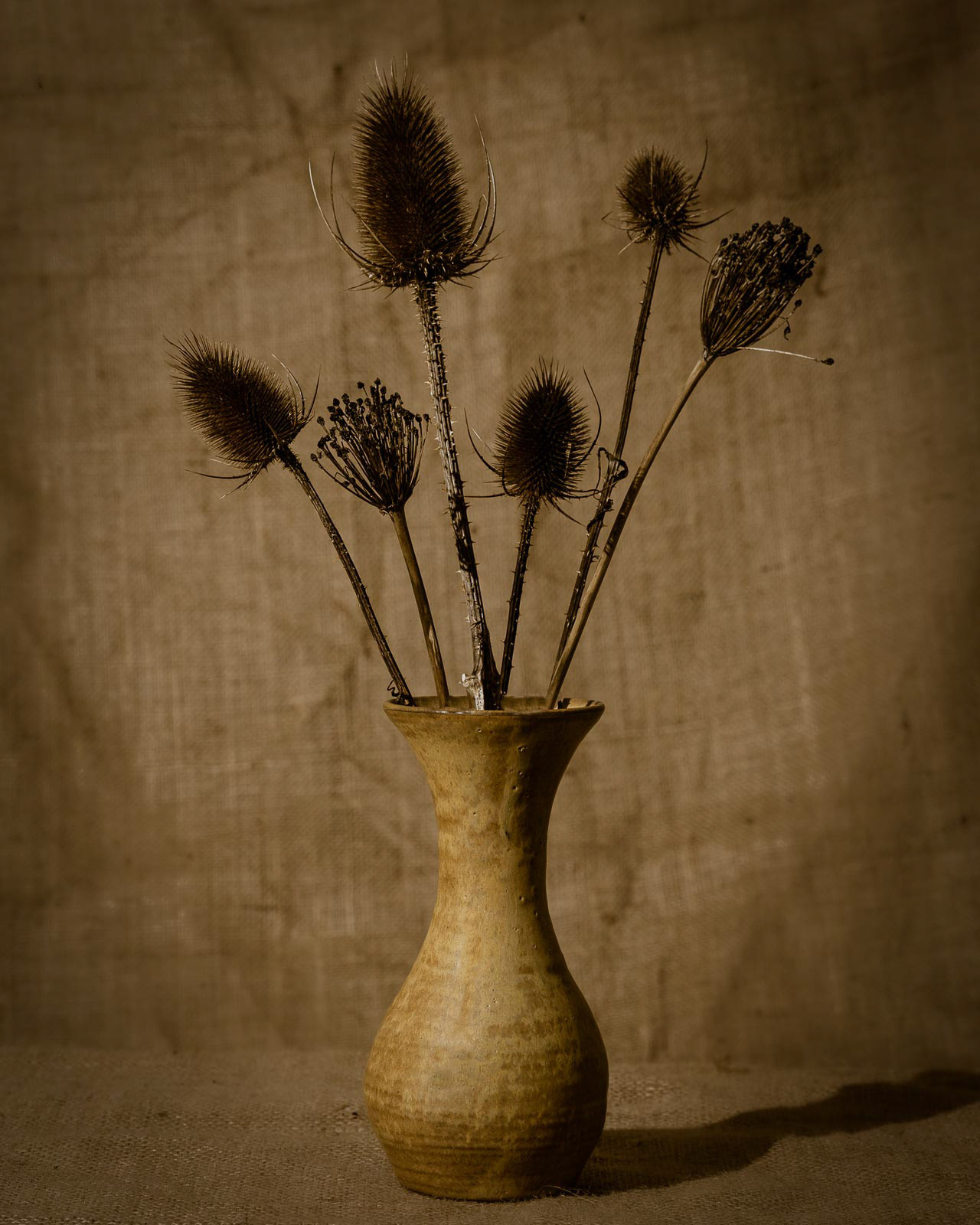 20221230 Teasels and Alliums