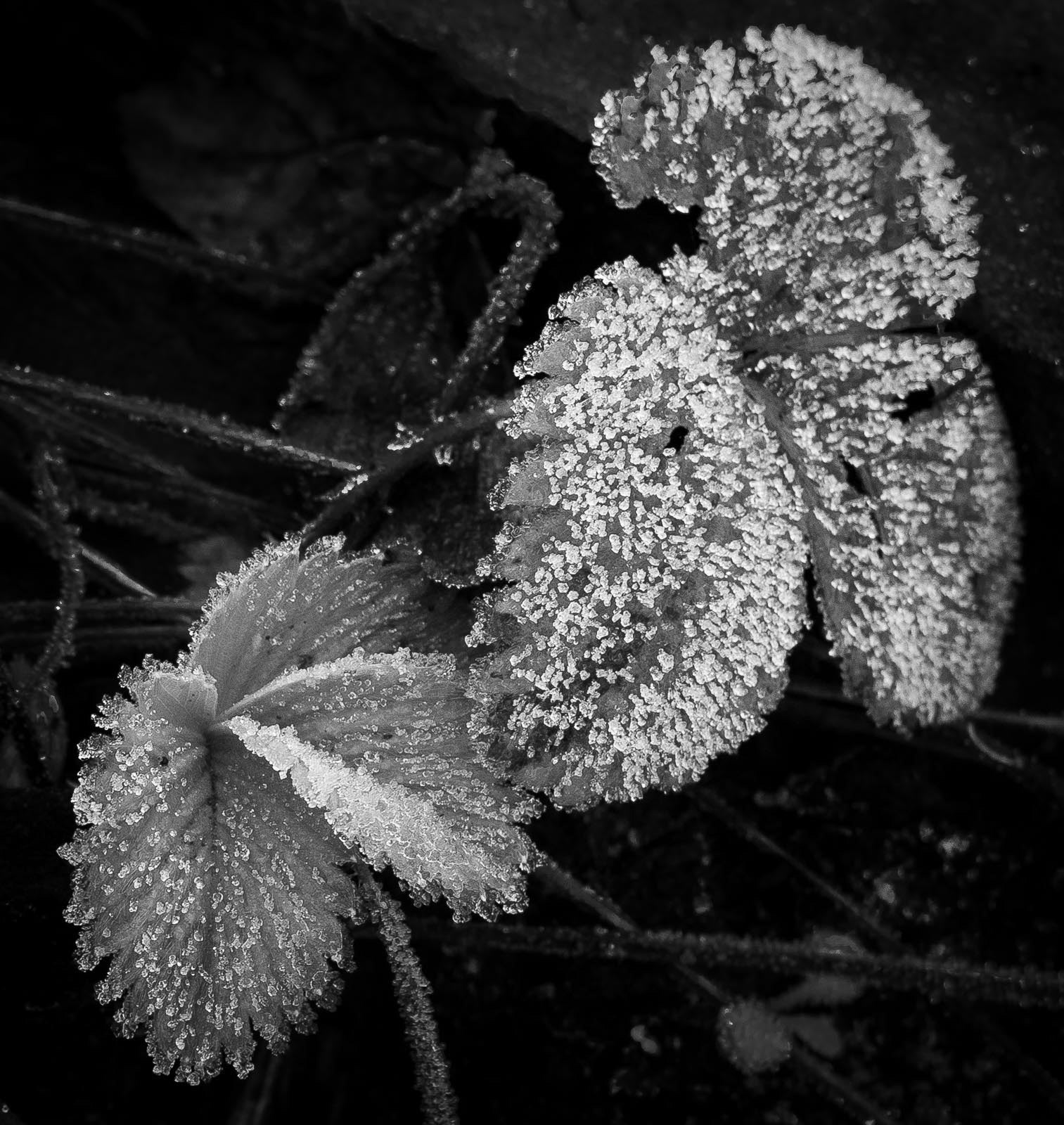 20220118 Frost on Leaves