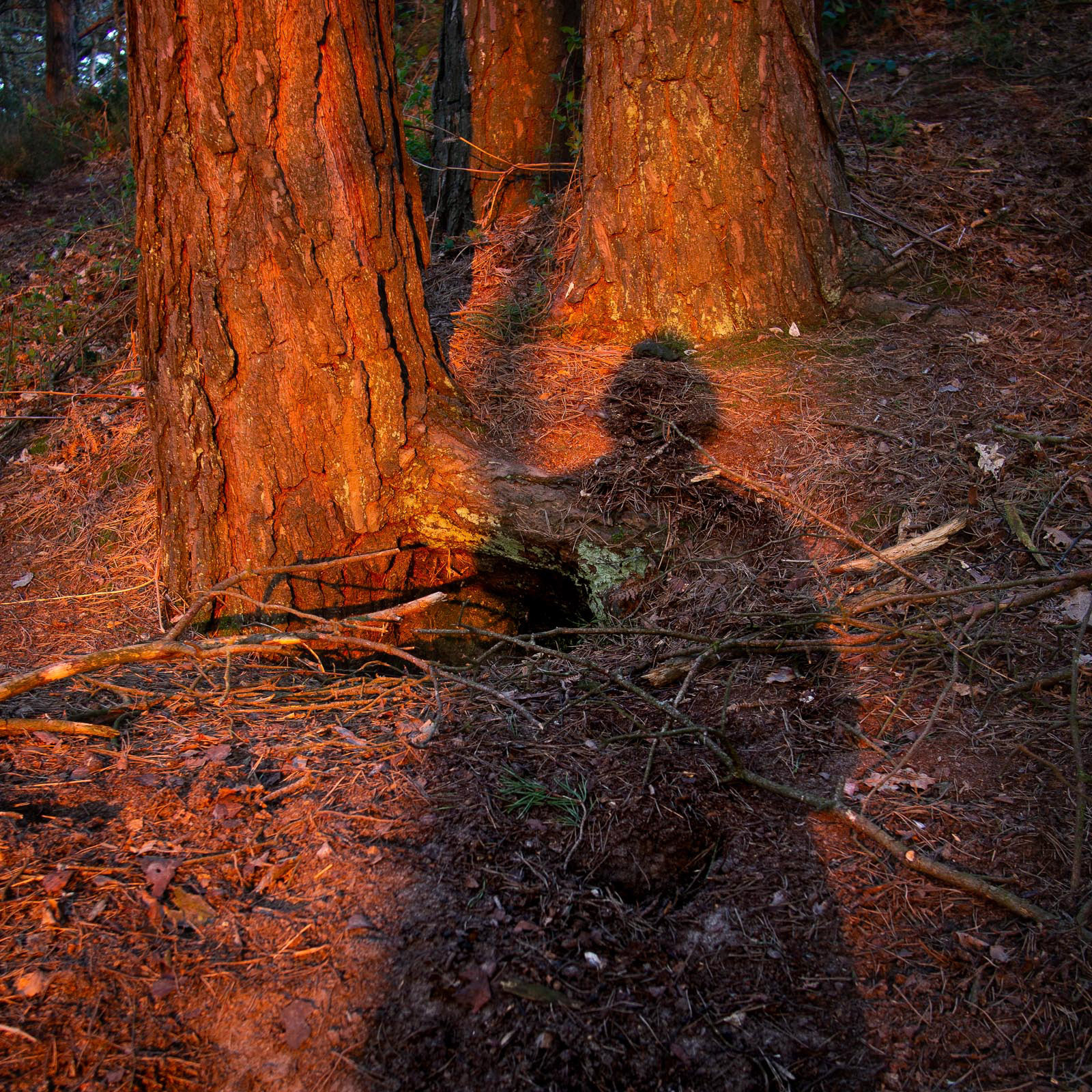 20220327 Shadow at Dusk