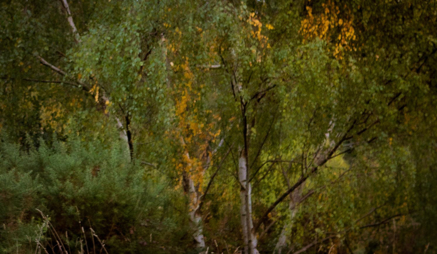 20221012 Woodland Colours