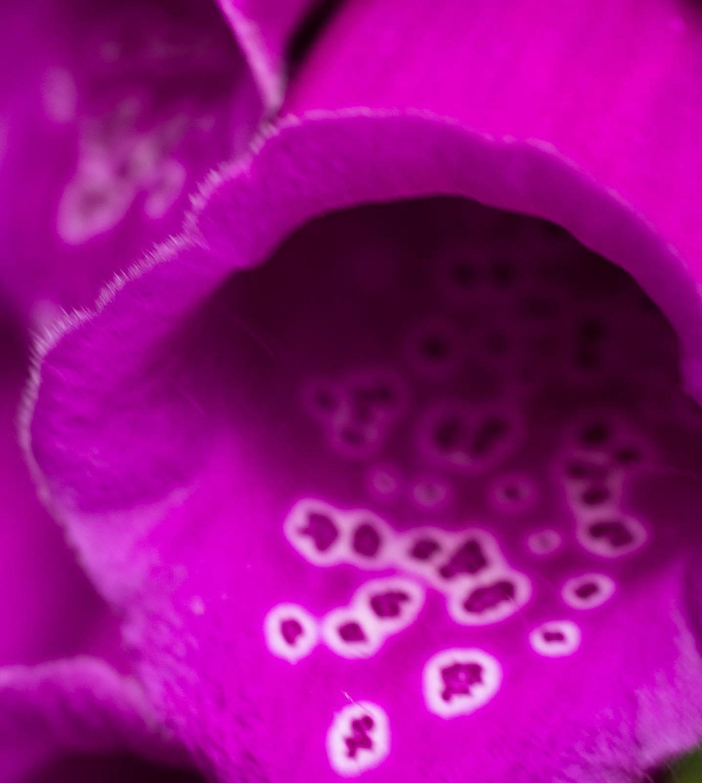 20220604 Foxglove