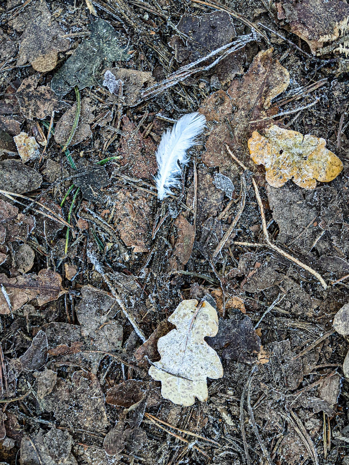 20221215 Feather and leaves