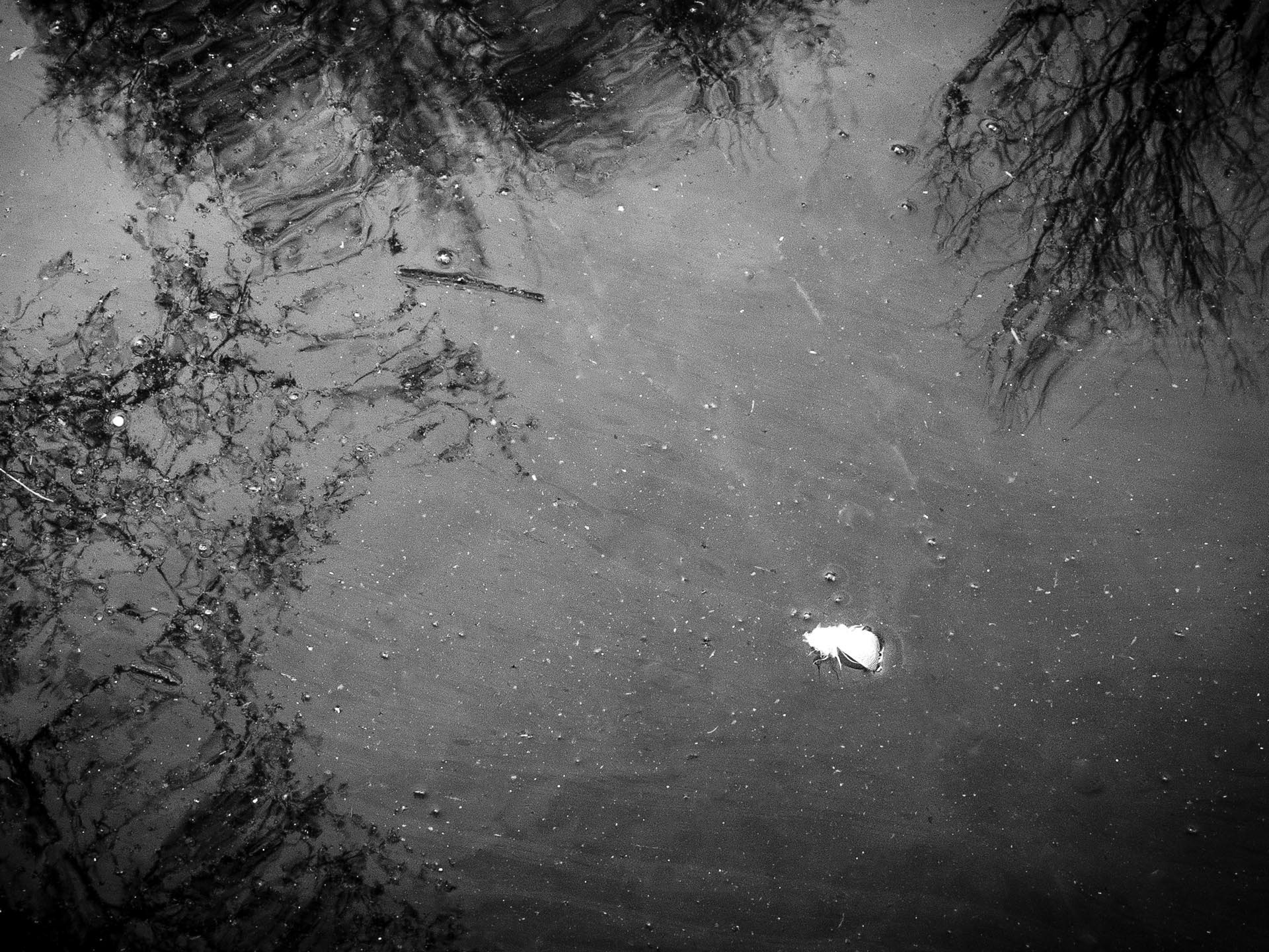 20220212 Floating Feather