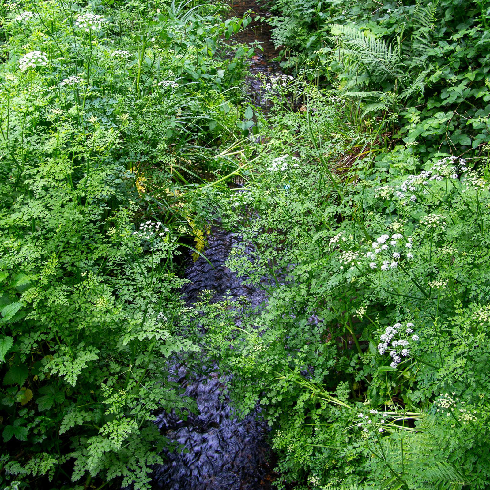 20220526 Overgrown Spring Stream