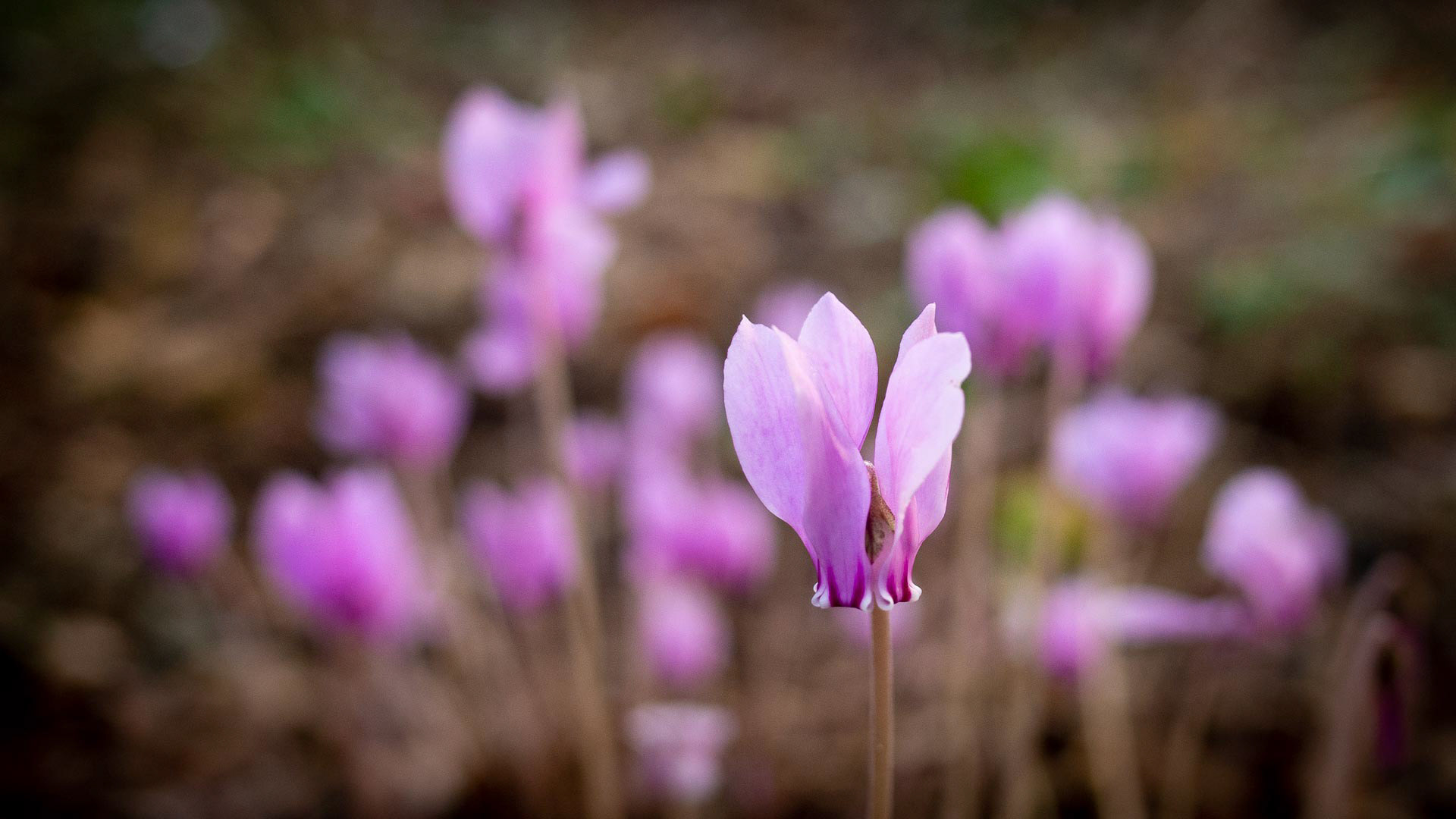 20220827 Cyclamen, Sullington Warren