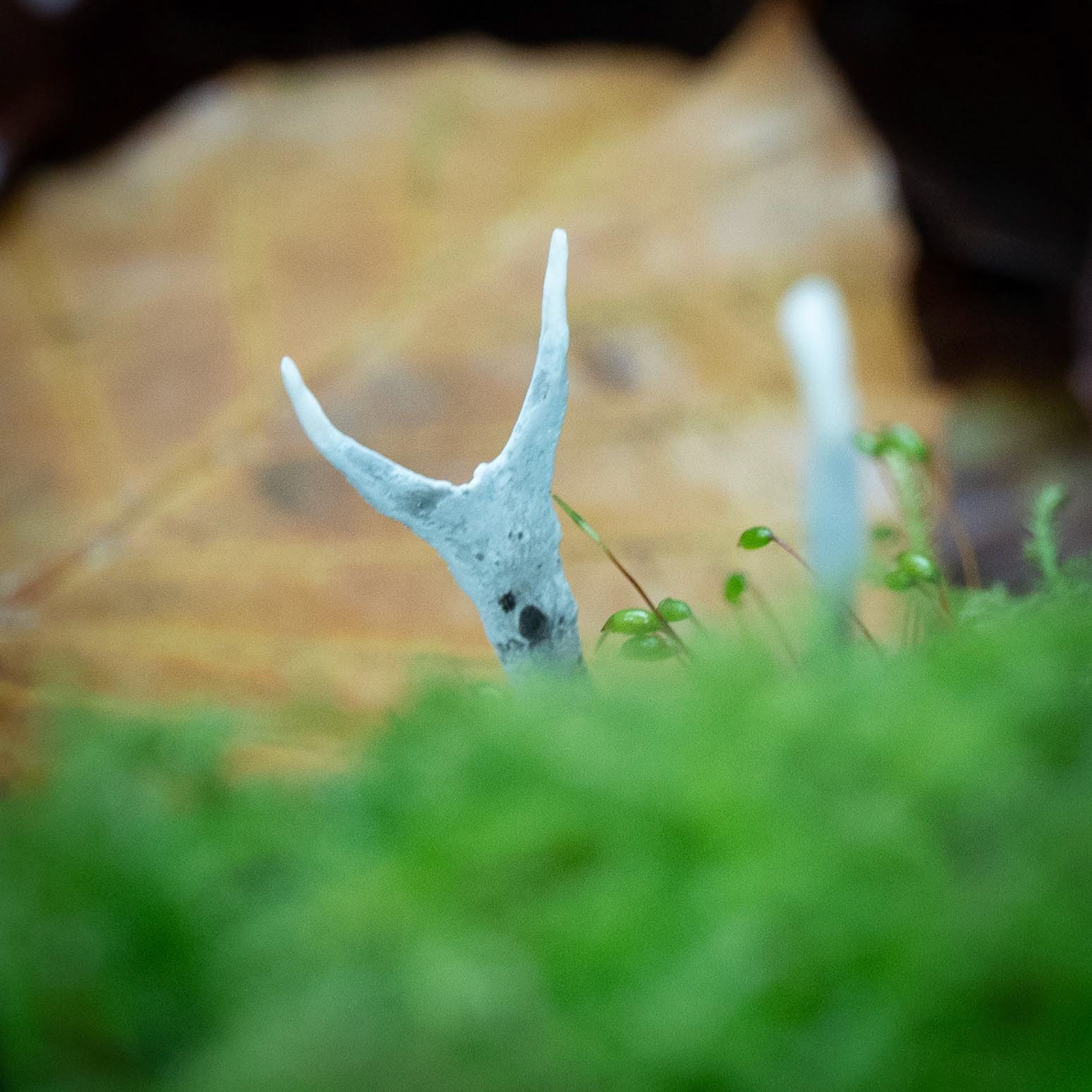 20221110 Candlesnuff fungus