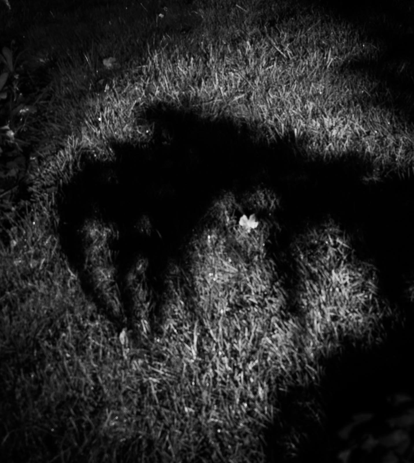 20221205 Shadow in the garden