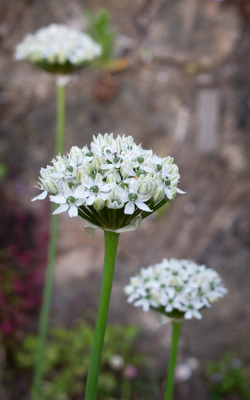 20220521 Three Aliums