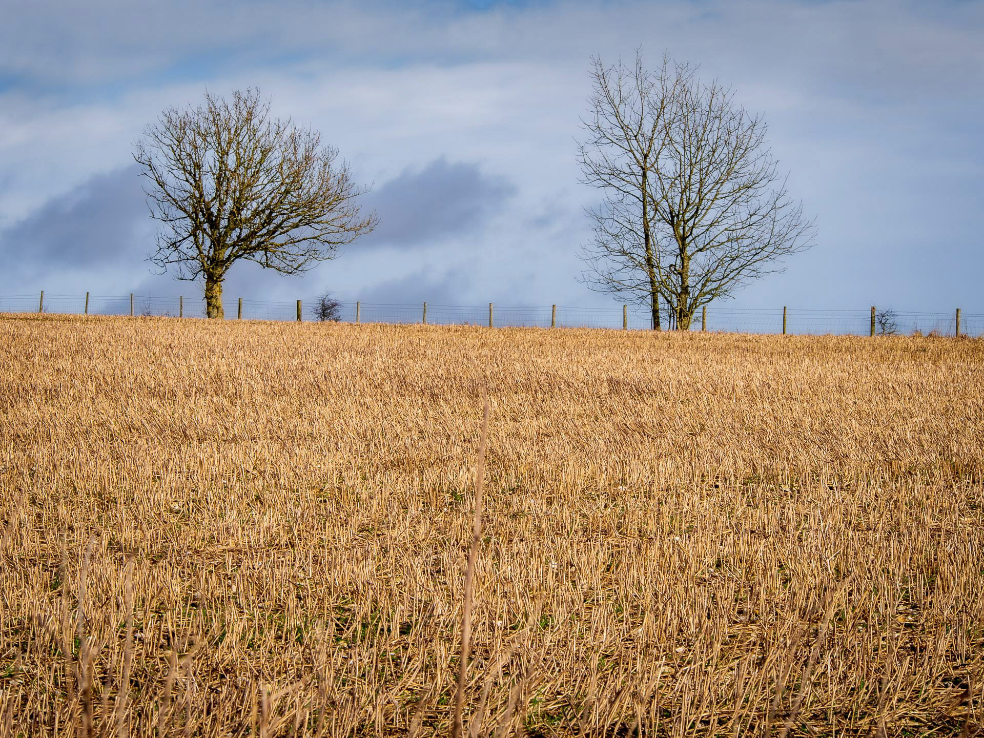 20220206 Stubble after the Harvest