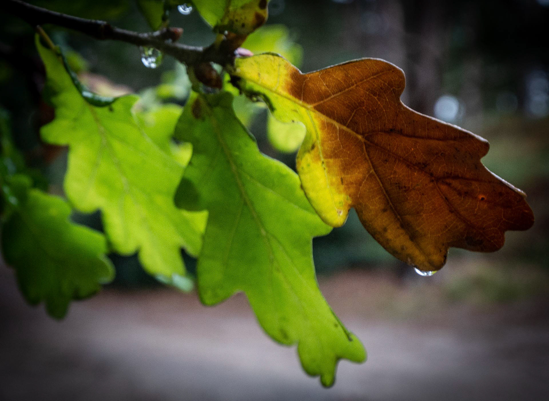 20221016 Raindrops on leaves