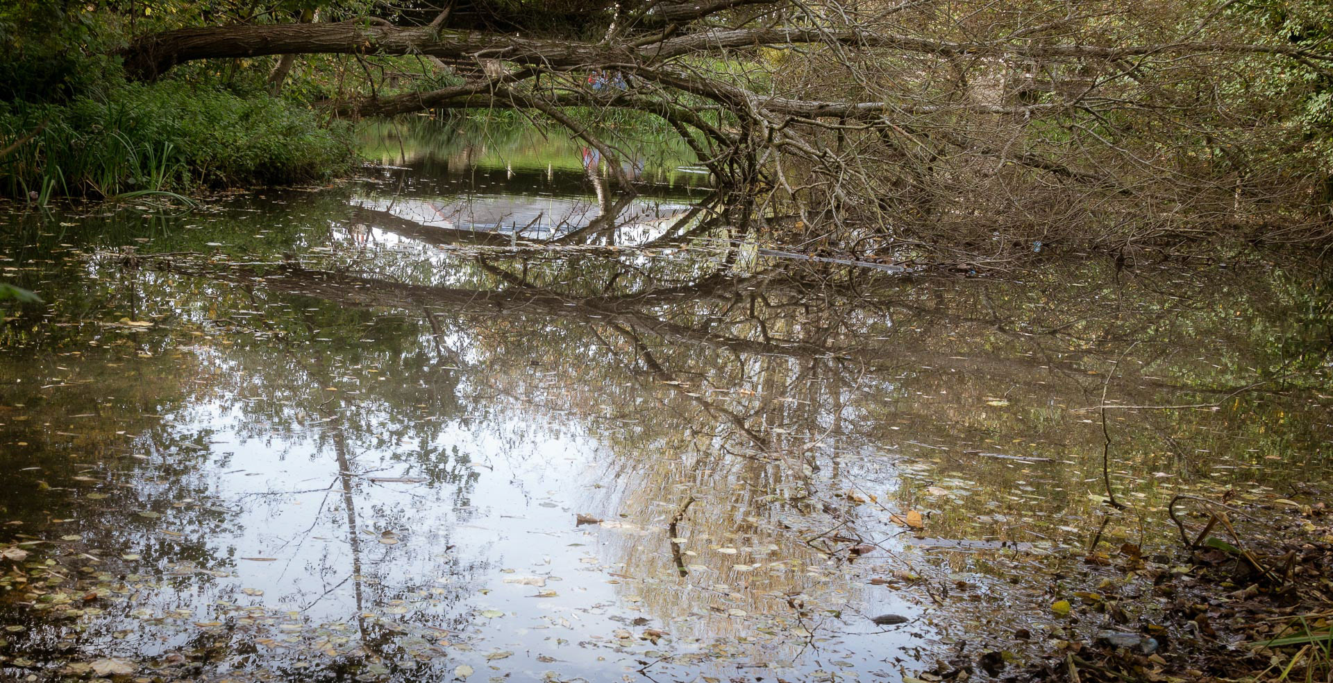 20221028 Fallen tree
