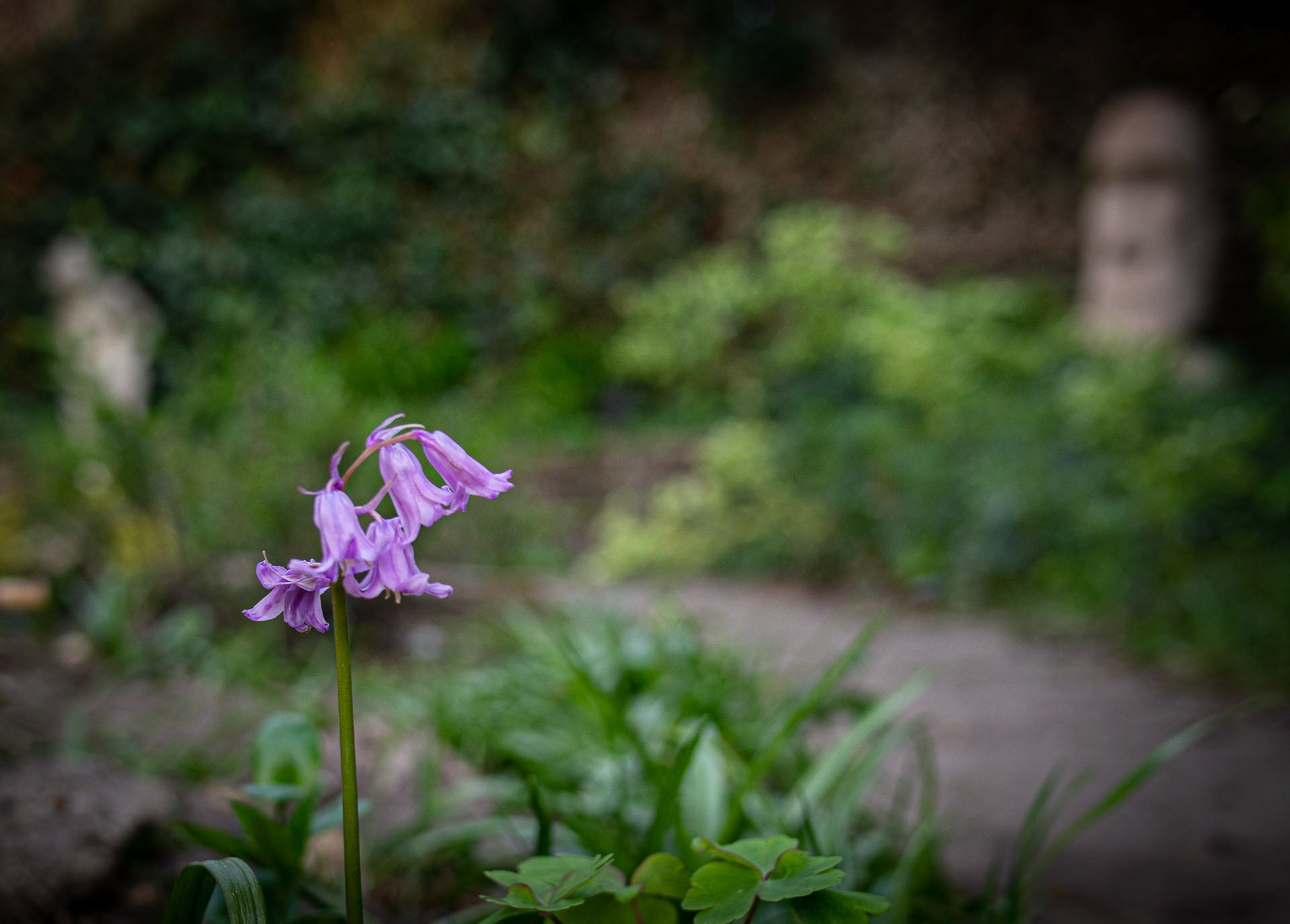 20220414 Bluebell in the garden