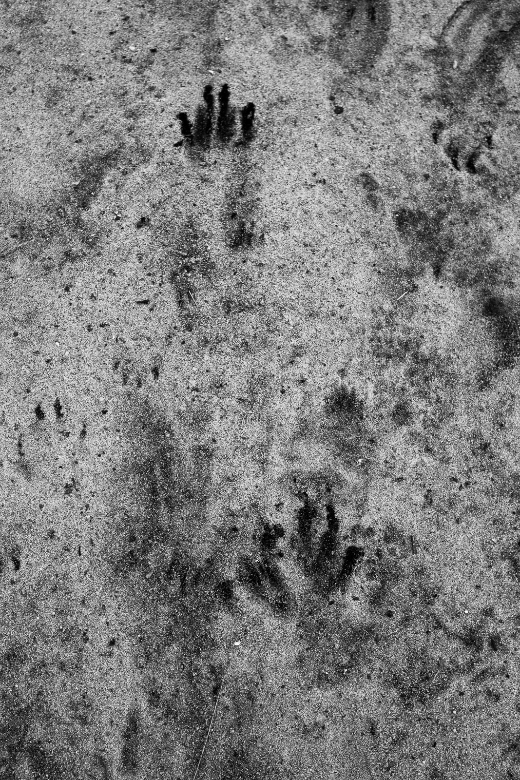 20220609 Paws in the sand