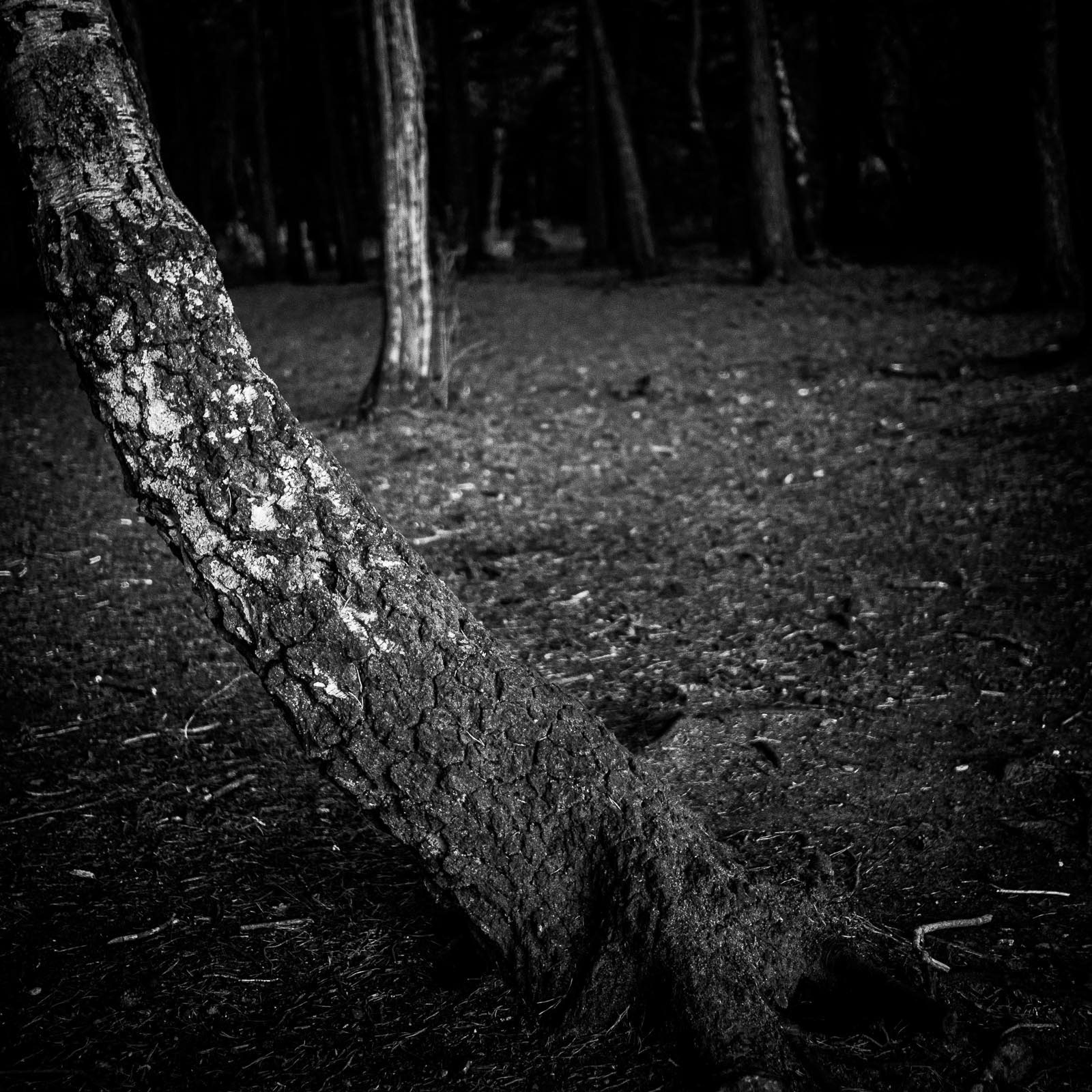 20220413 Leaning Trunk