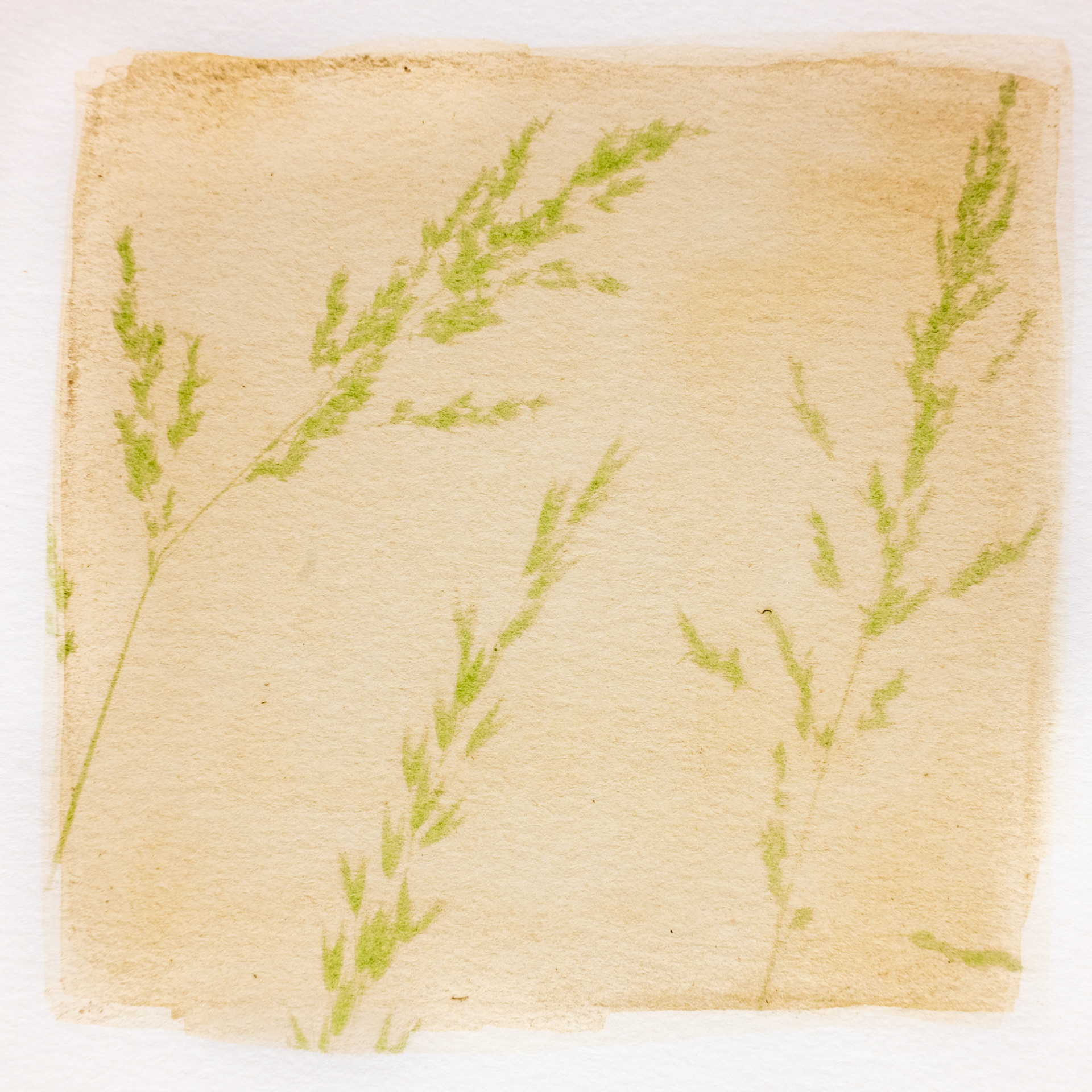 Grasses Photogram #2 - Dye: Spinach Leaves