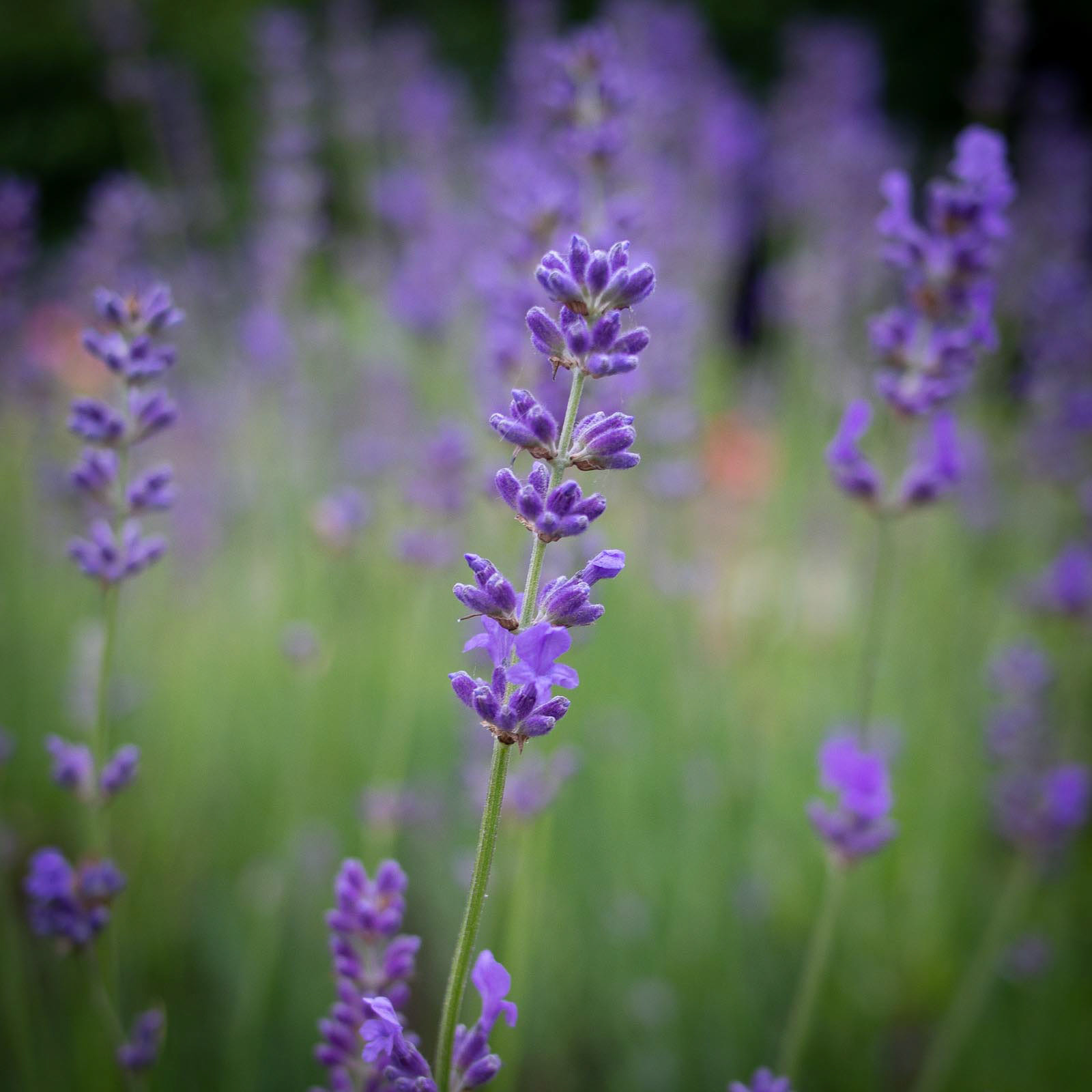 20220618 Lavendar