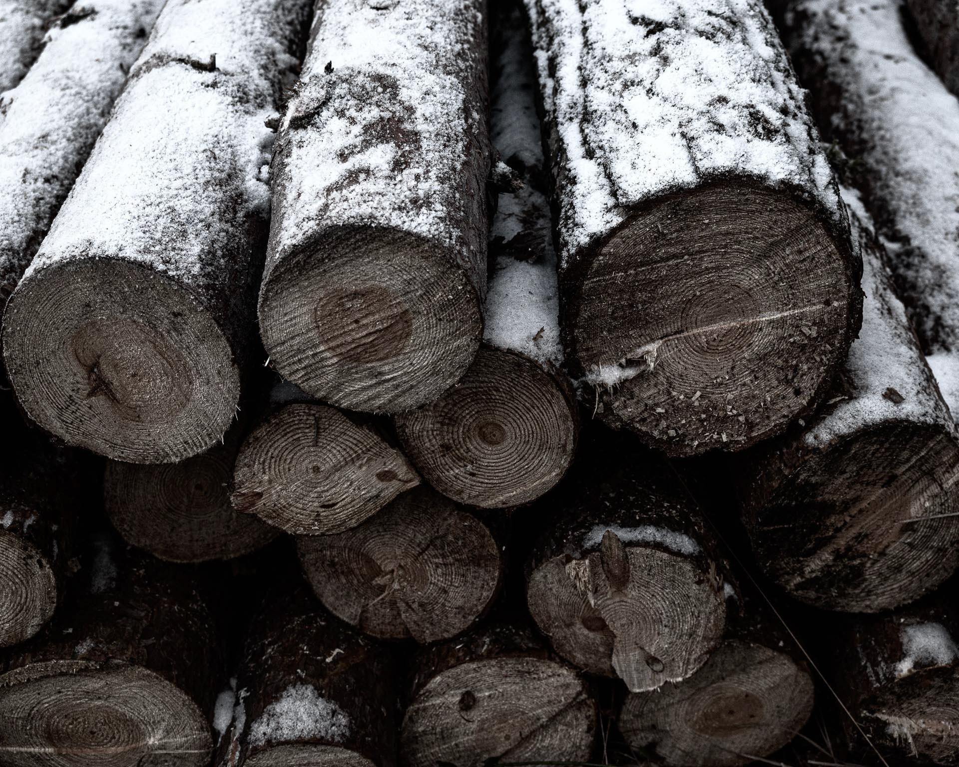 20221216 Snow dusted logs