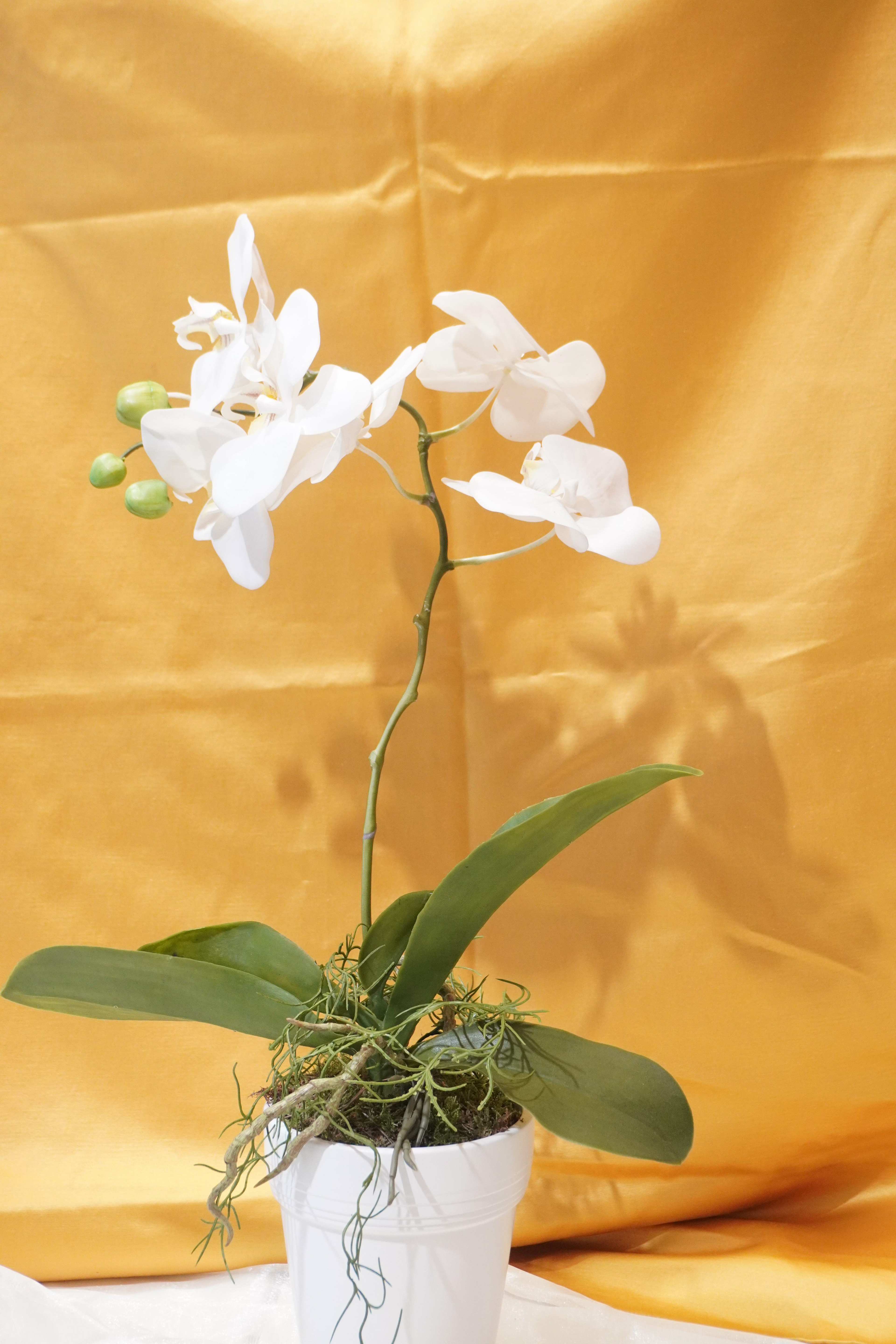 pianta phalenopsis bianca H50 prezzo 30 euro