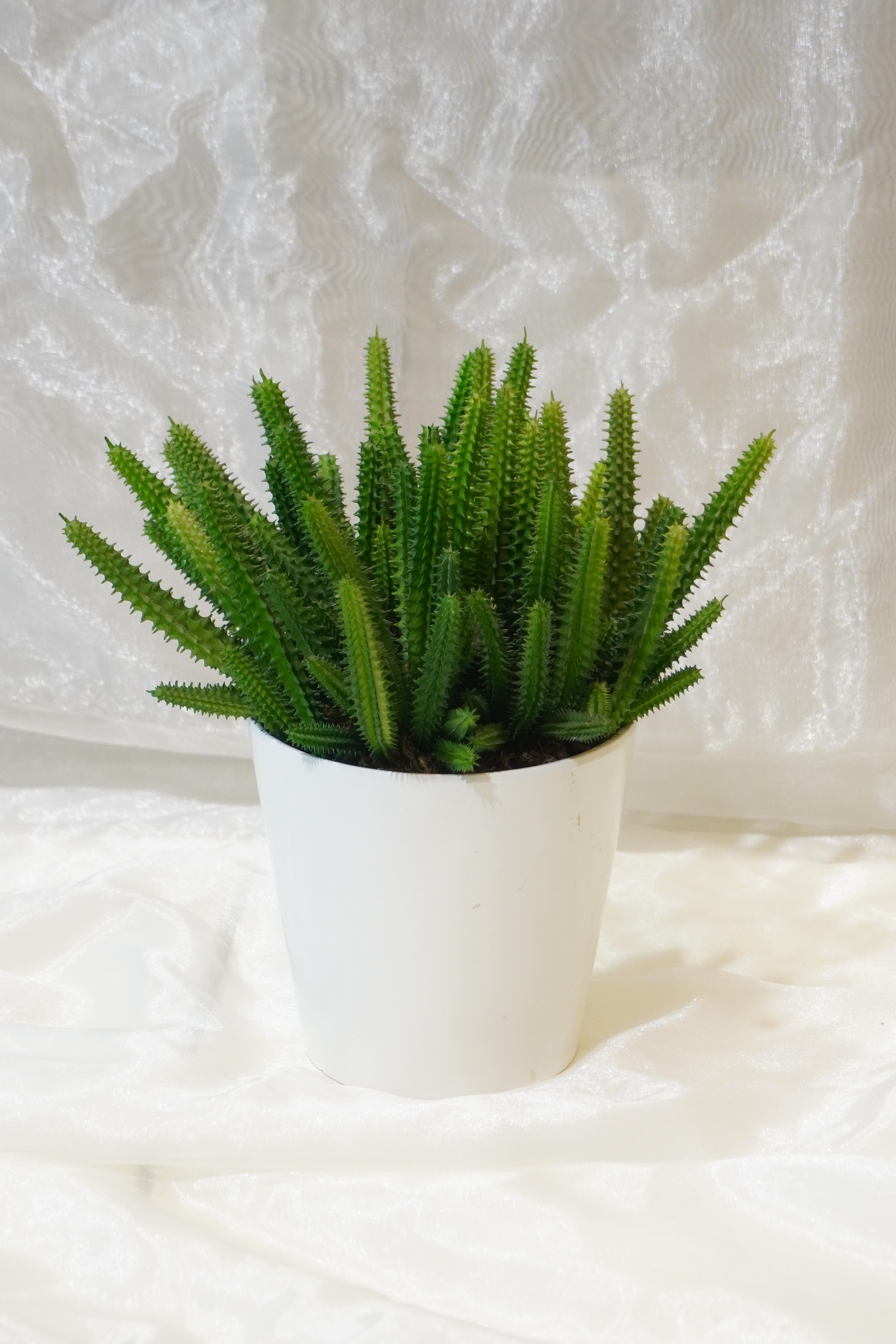 pianta grassa piccola 20 euro