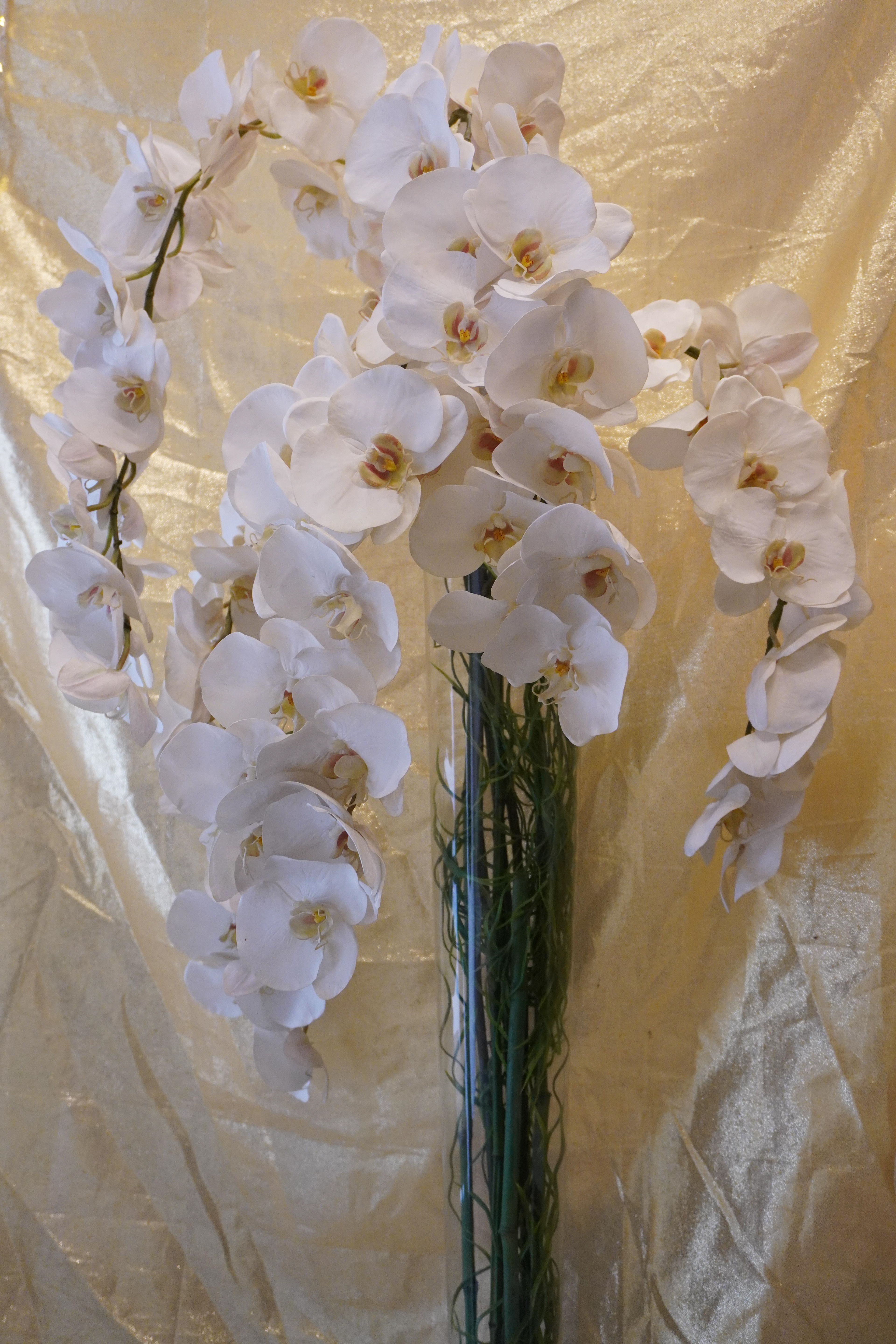 Orchidea  euro