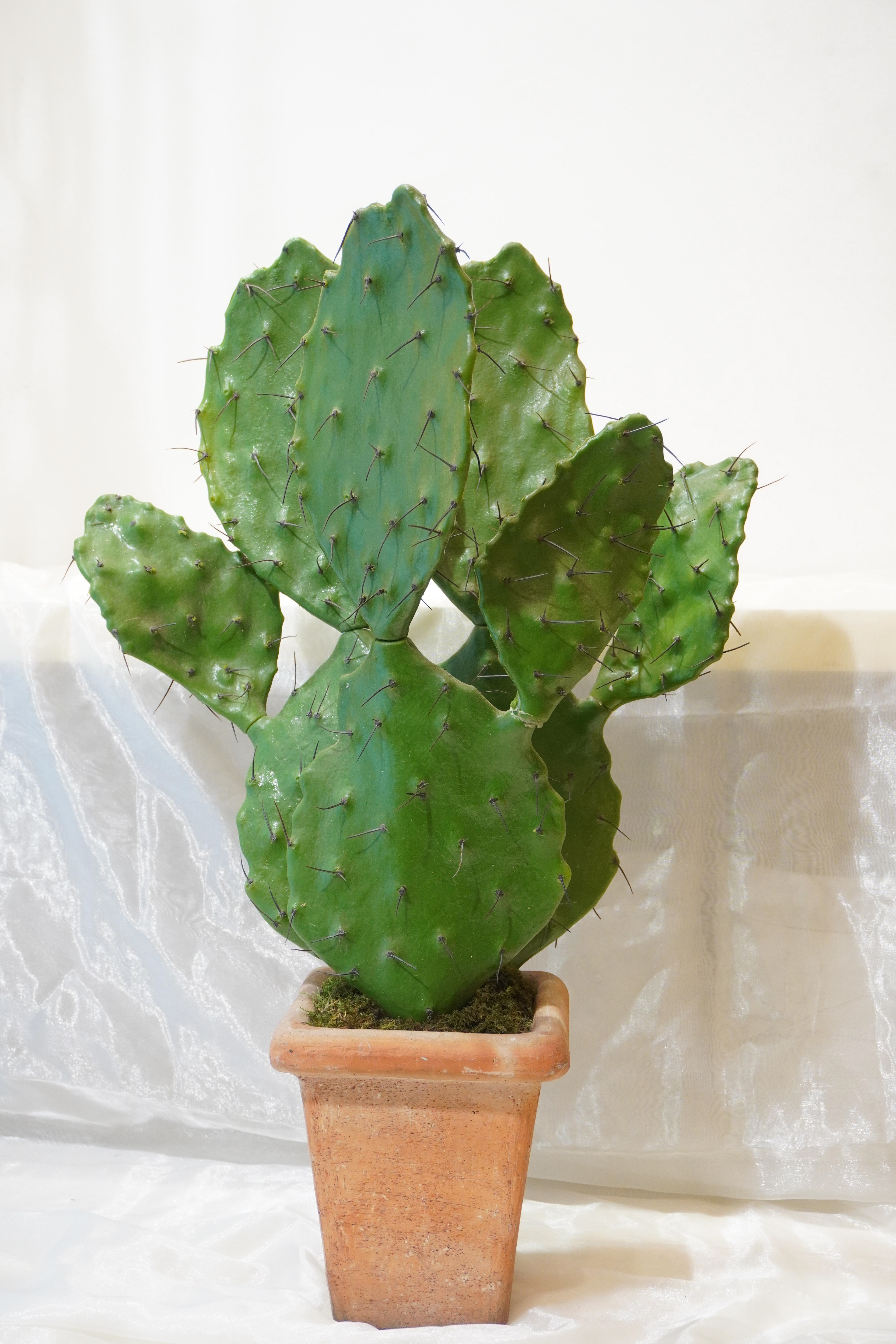 pianta opunzia 60 euro