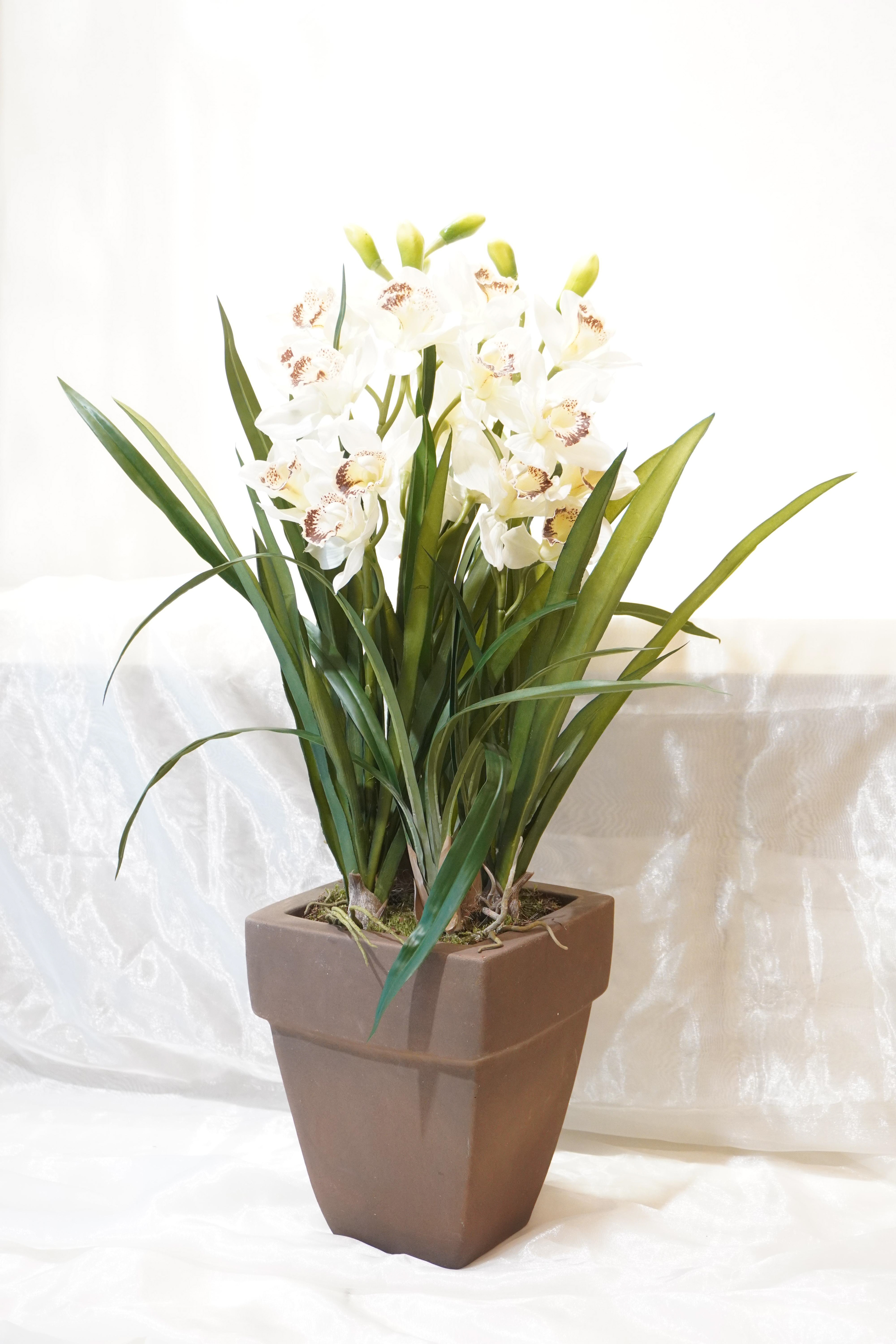 pianta orchidea cimbidum + vaso in cotto H80 prezzo 100 euro