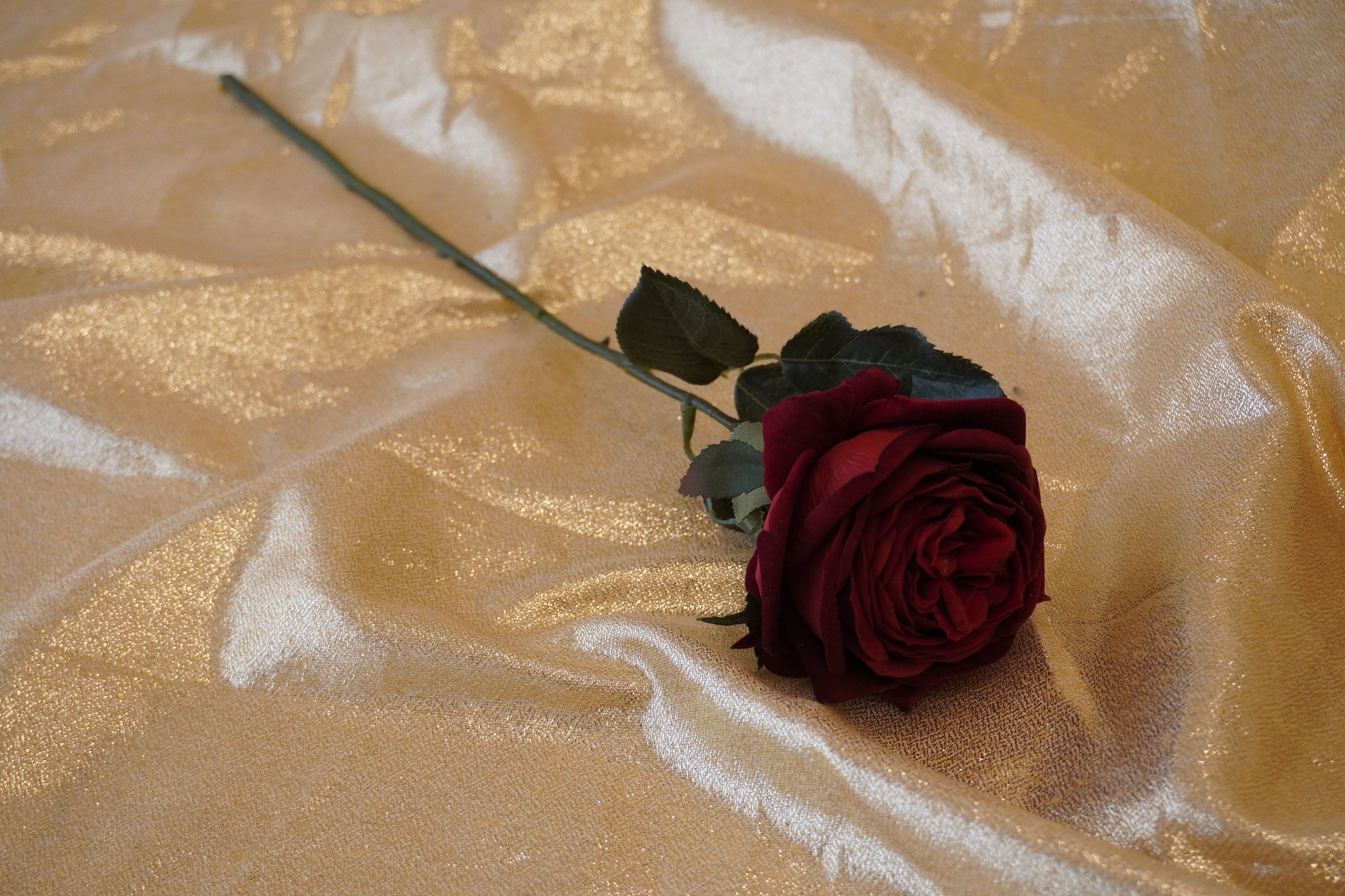 Rosa rossa euro cad.