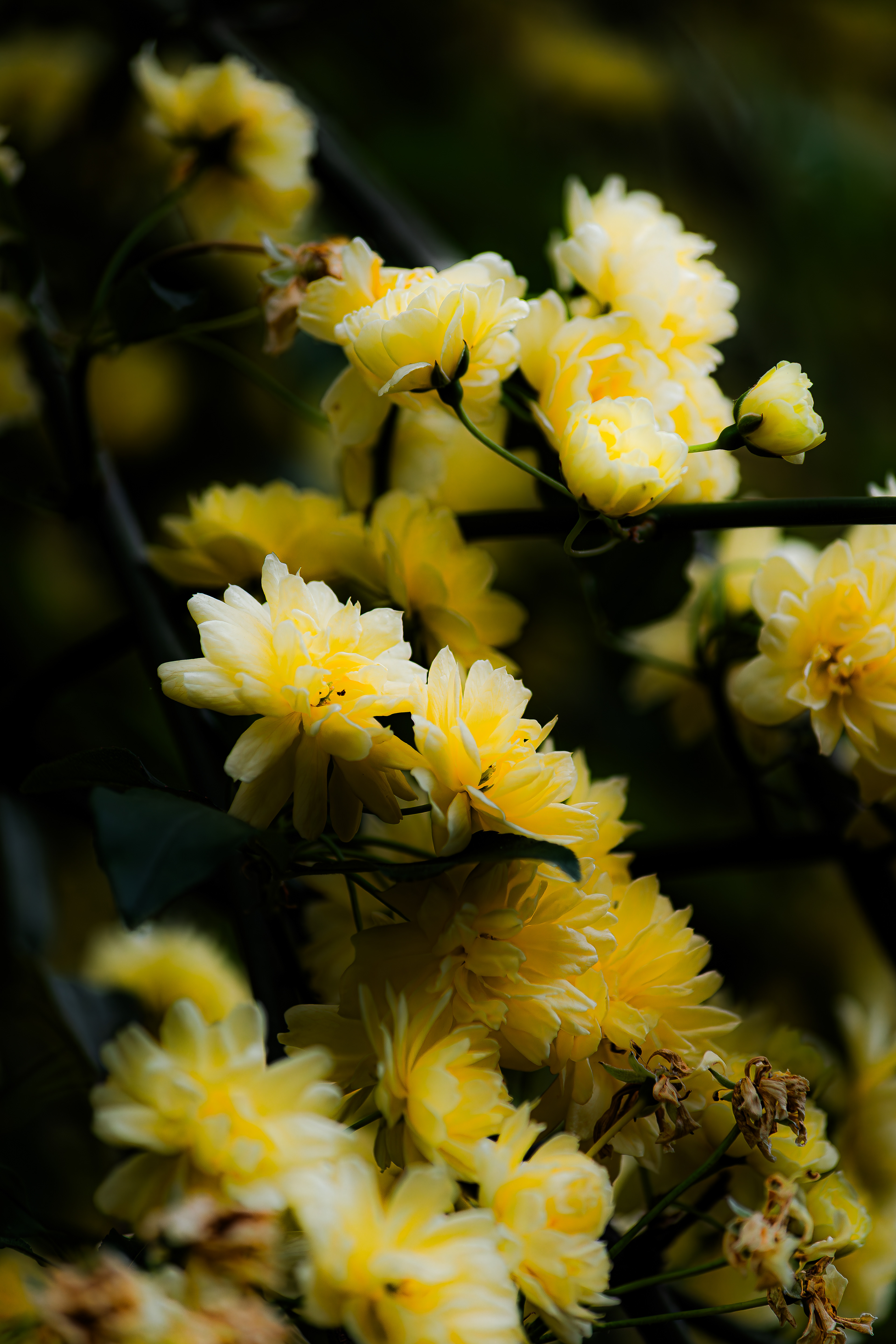 gelosia @ orto botanico, roma