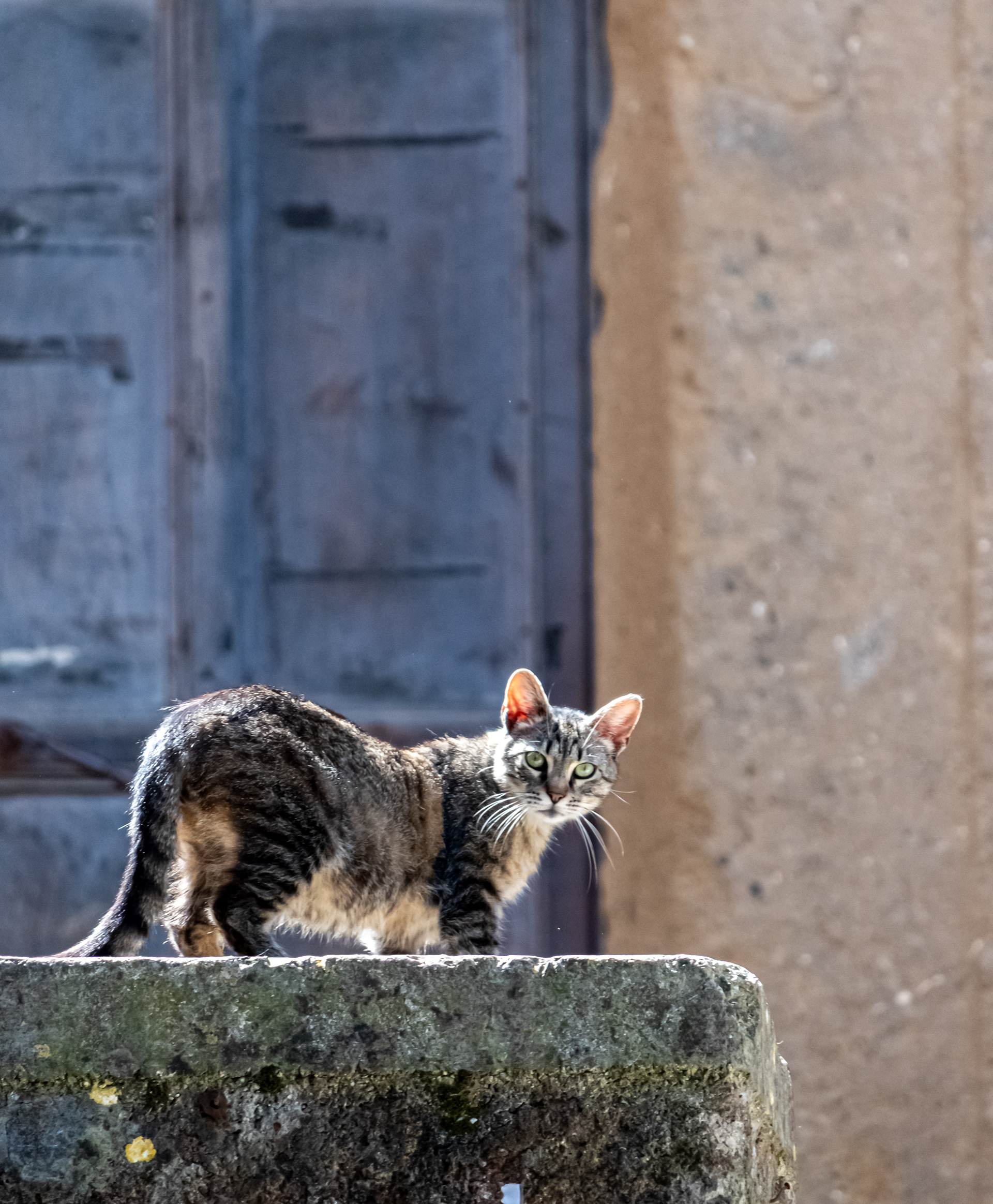 orecchie @ via cavour, artena