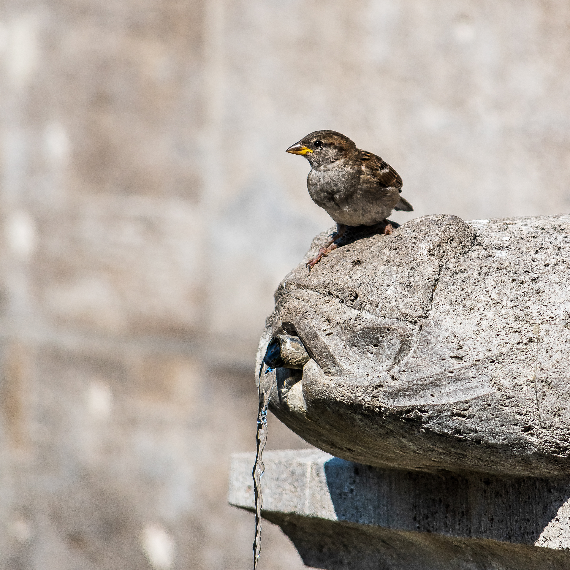 uccelli germanici @ museumsinsel, berlin