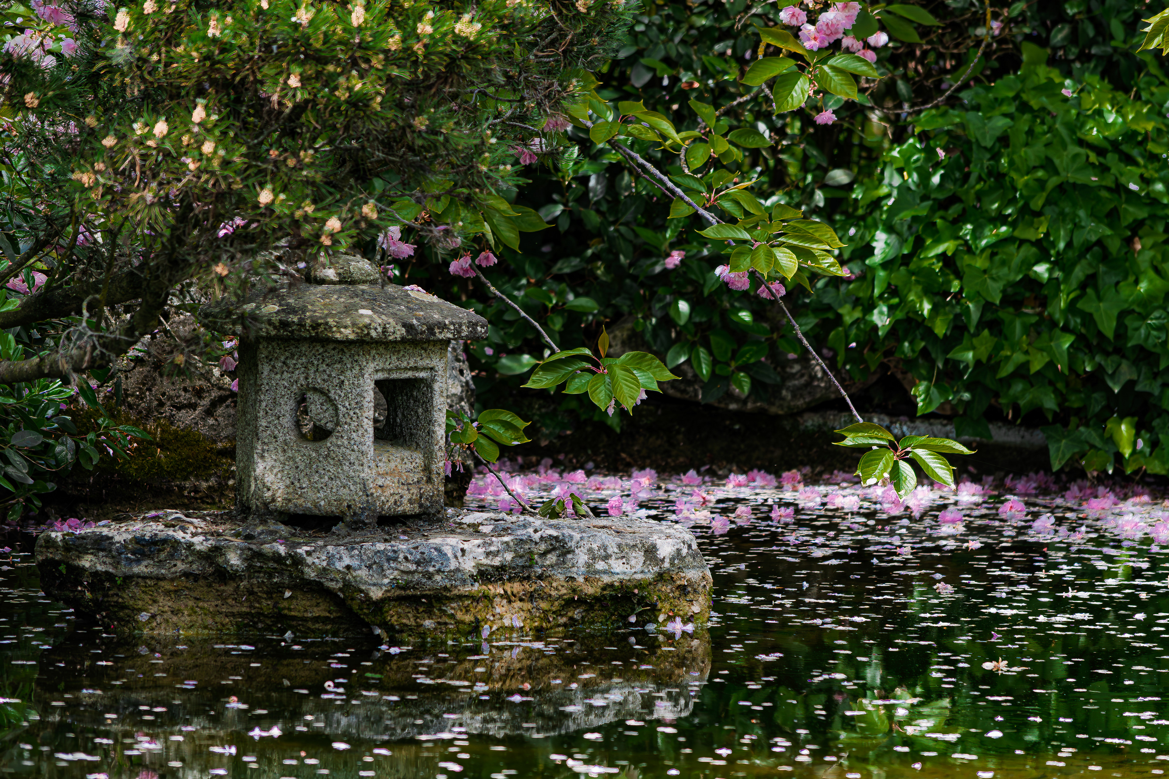 giapponi vicini @ orto botanico, roma