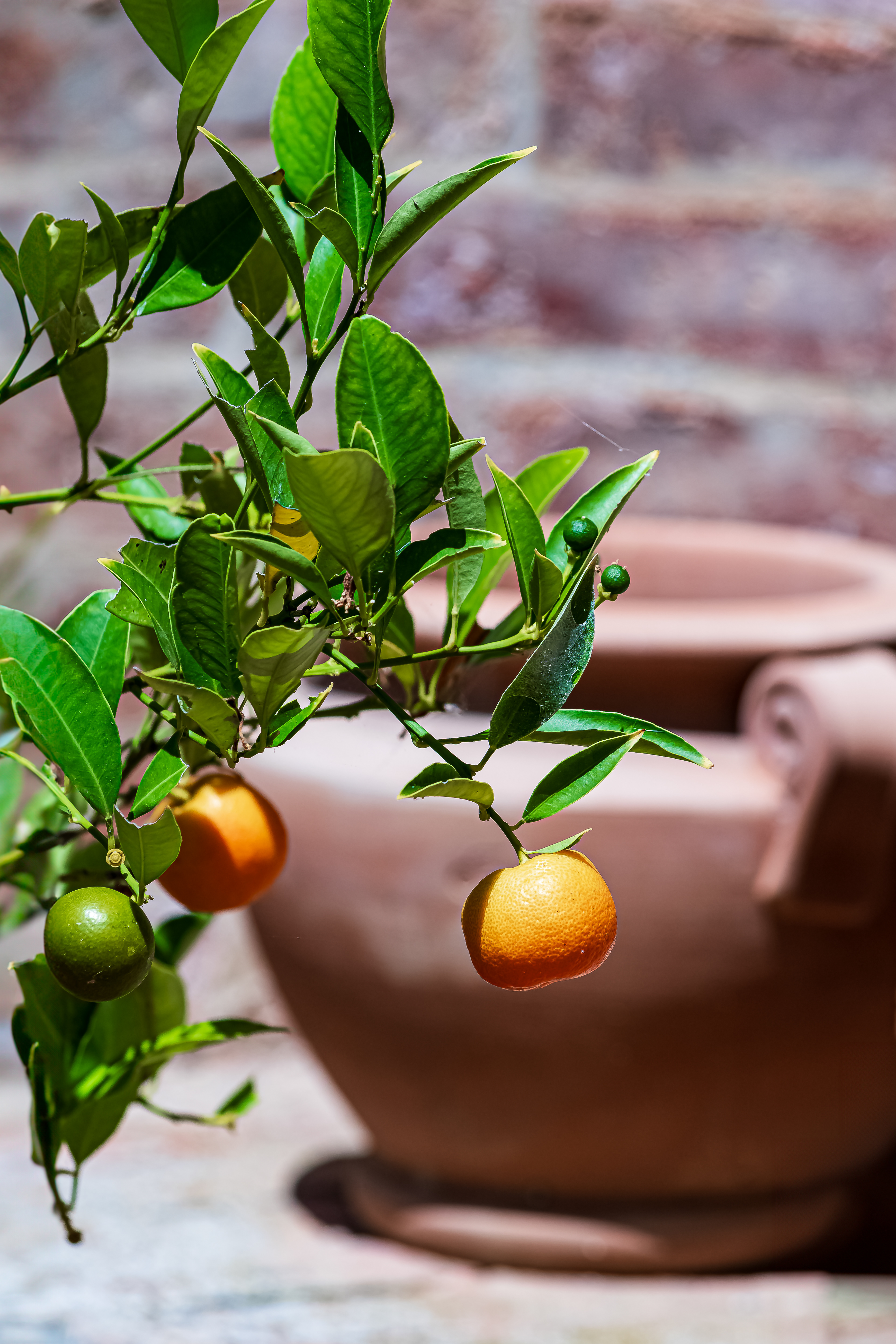 2 arancione @ villa imperiale, monte san bartolo