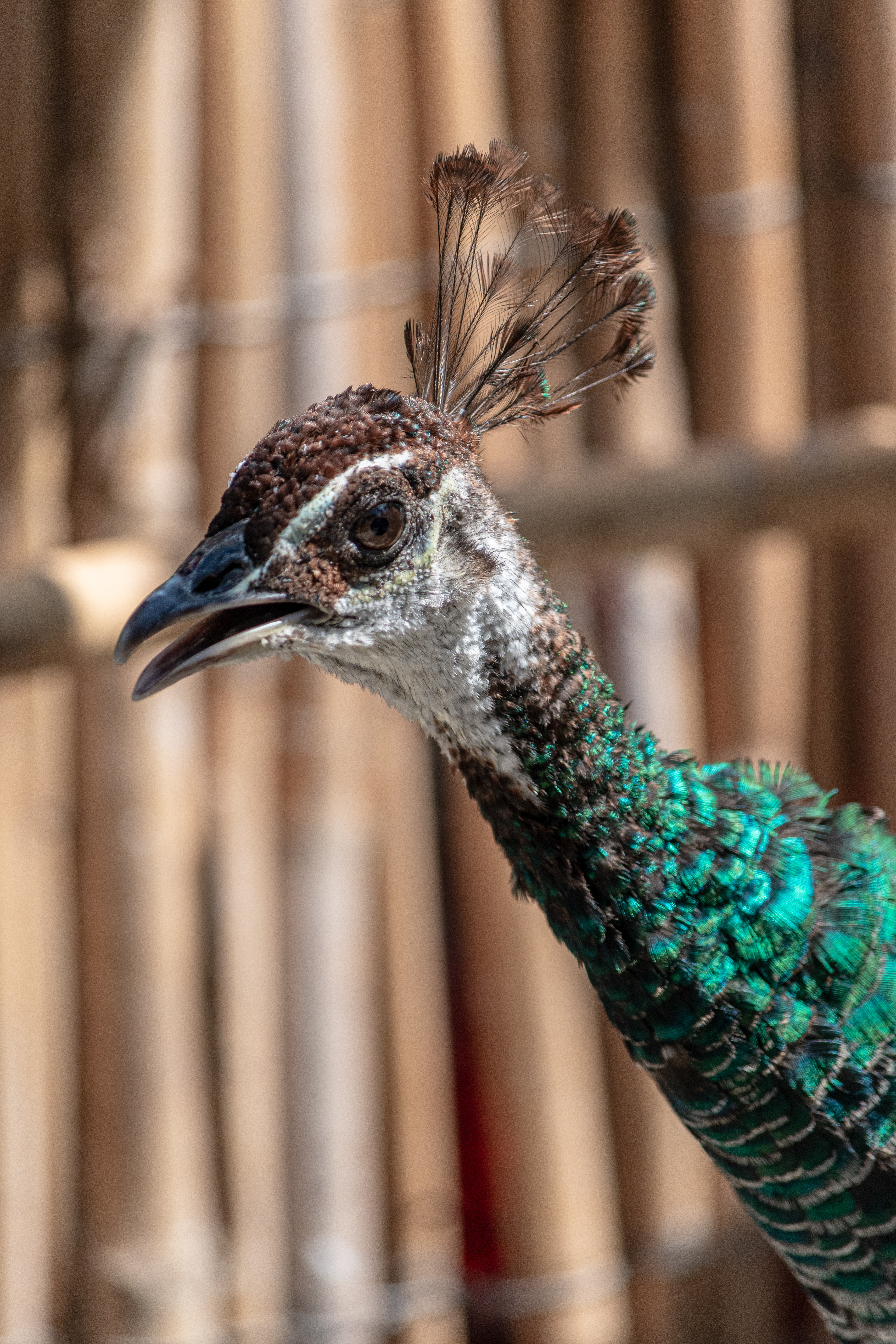 ciuffetti @ giardini ravino, forio