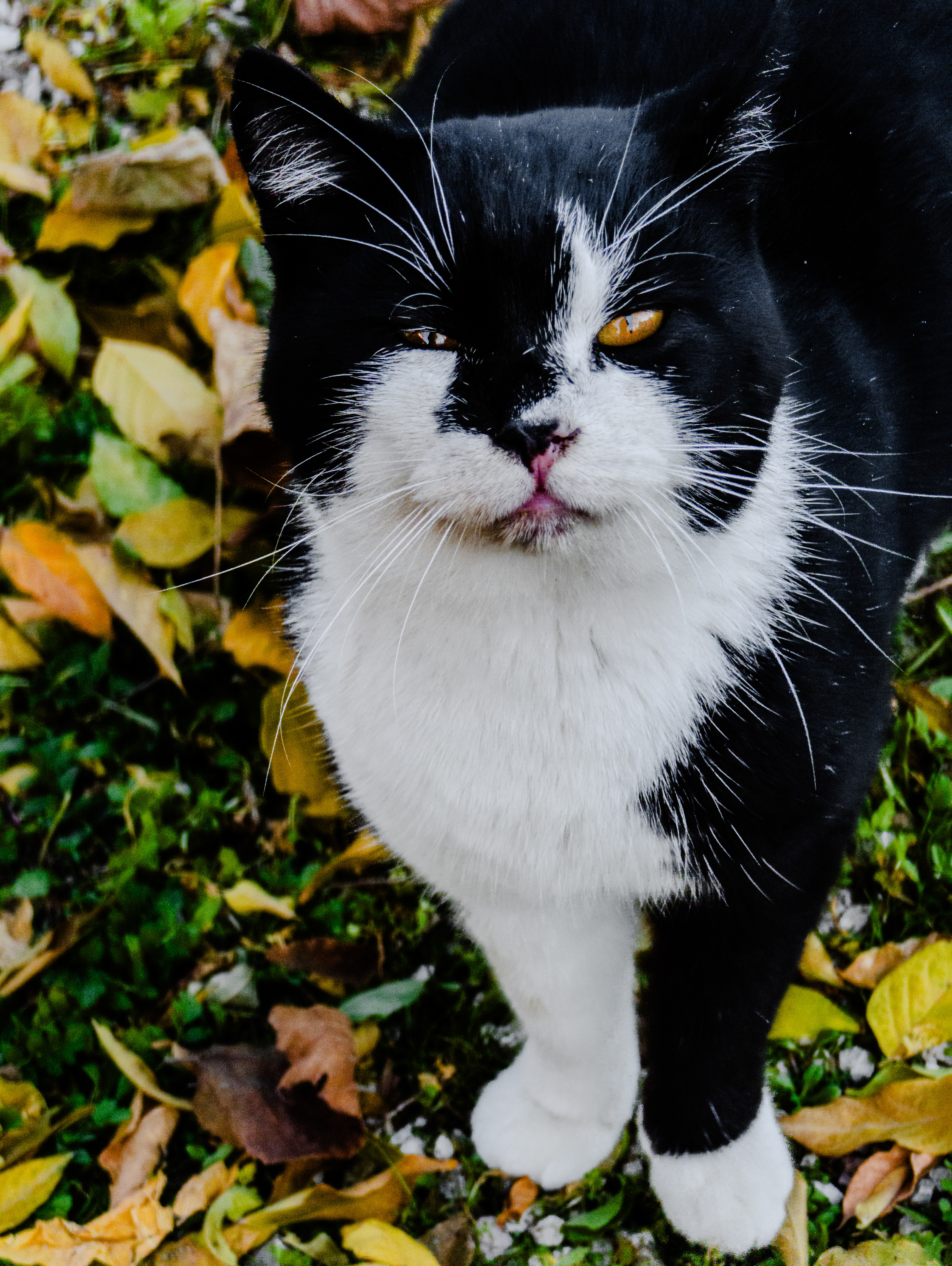 gatto vuoi? @ casa di mia, soriano nel cimino
