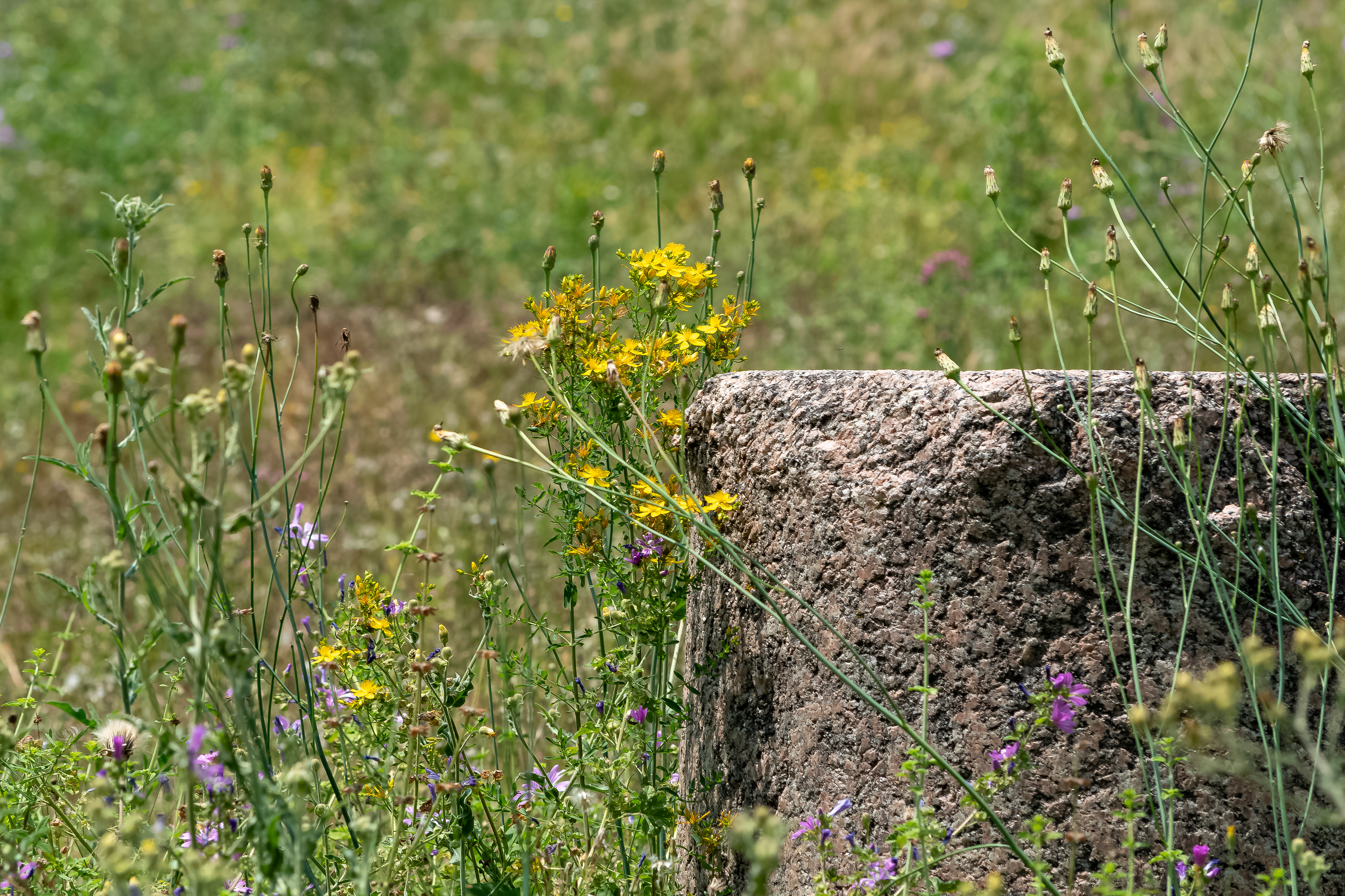 giallo @ terme di caracalla, roma