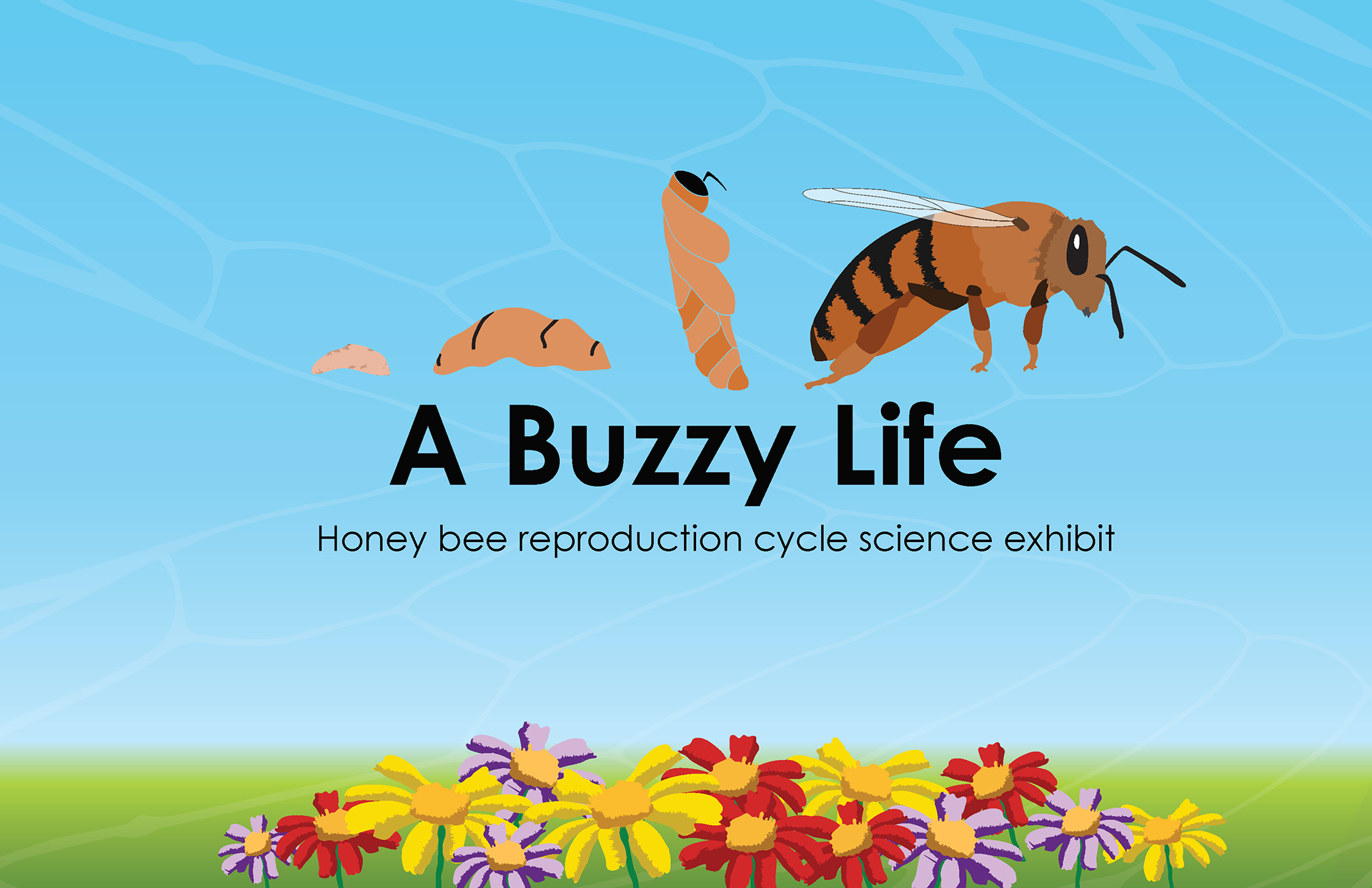 Shedding Light on the Secret Reproductive Lives of Honey Bees - College of  Agriculture and Life Sciences