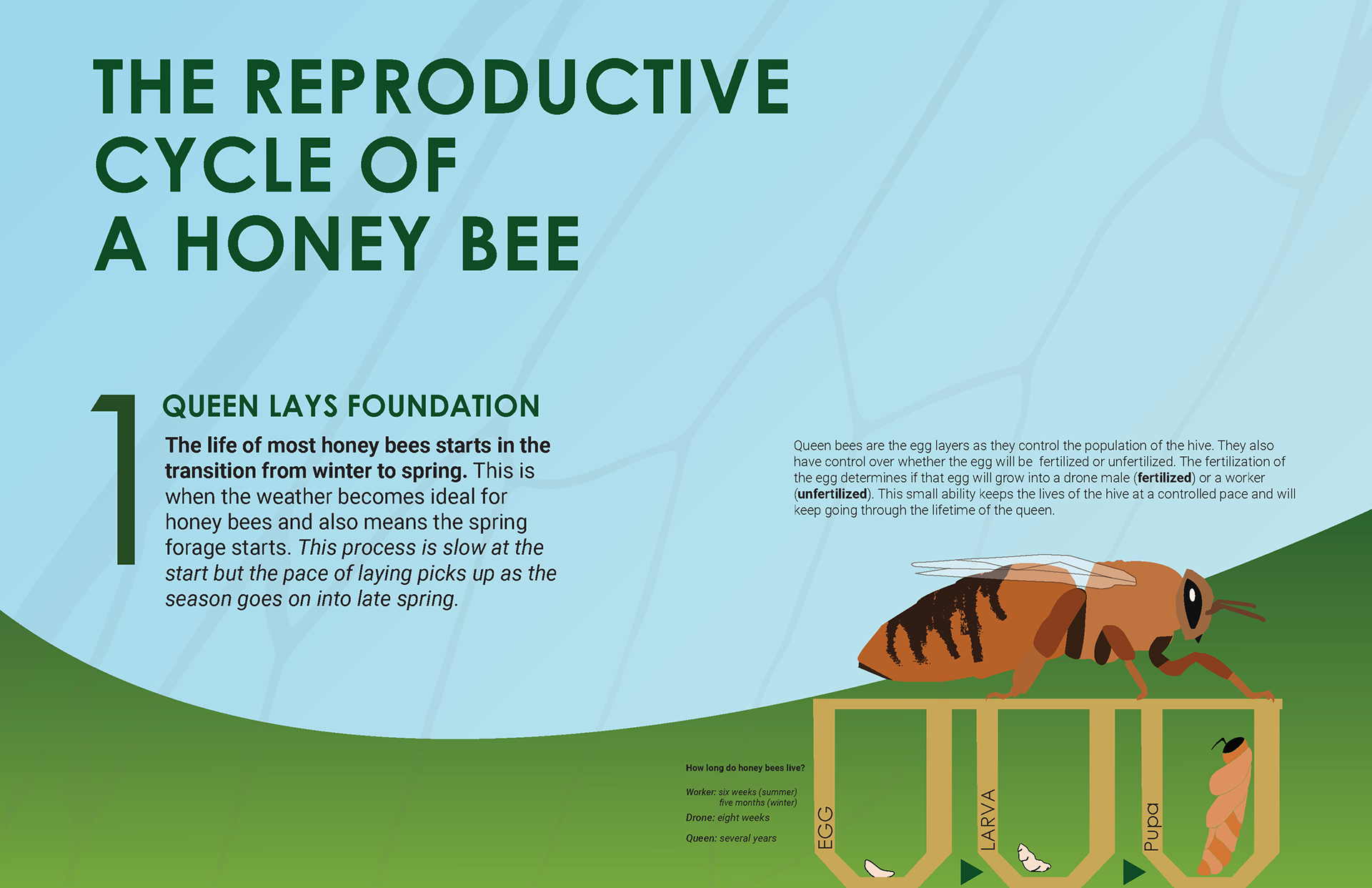 Shedding Light on the Secret Reproductive Lives of Honey Bees